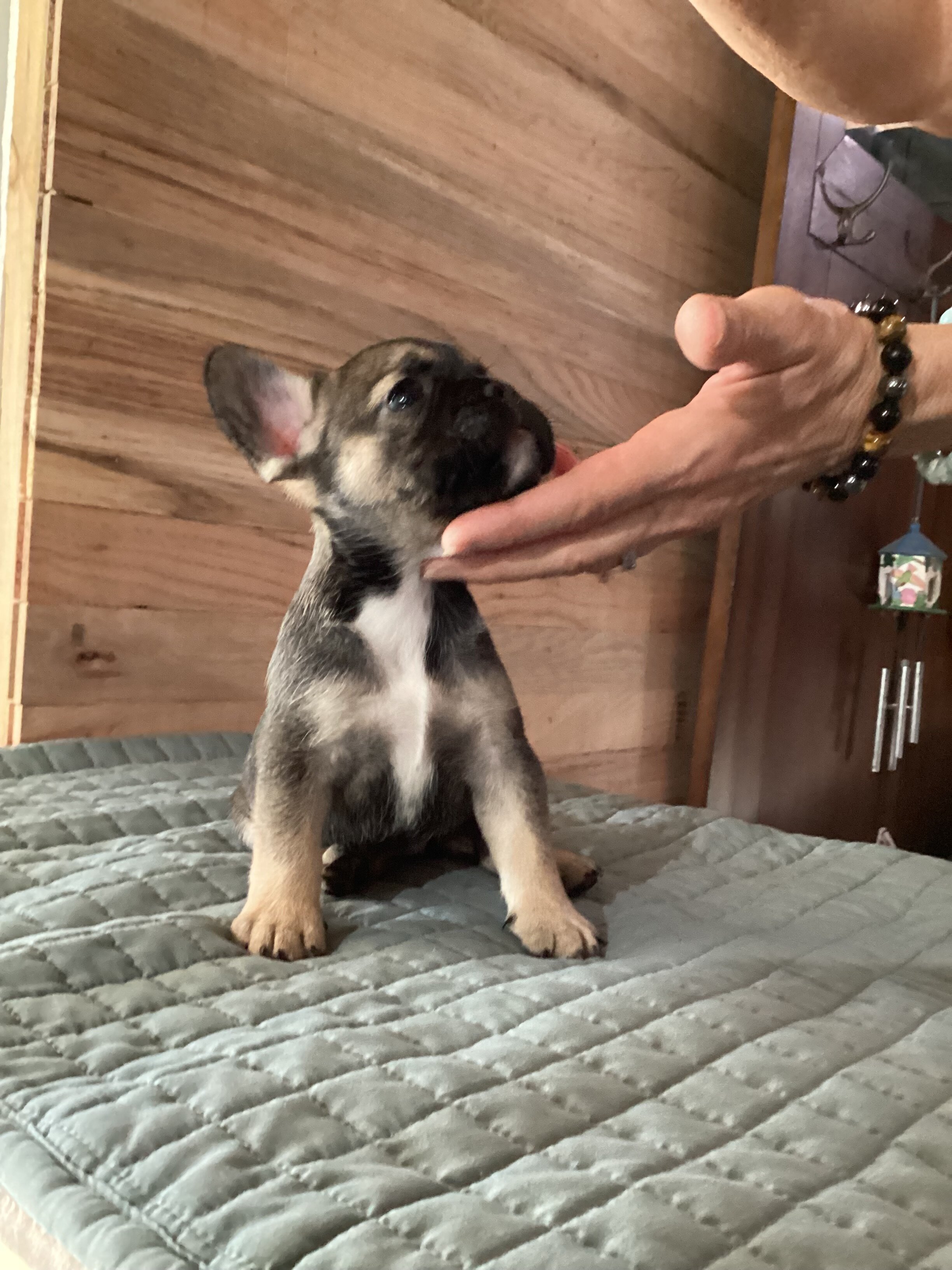 ELSA  = BLUE Fawn with black mask French Bulldog image 8
