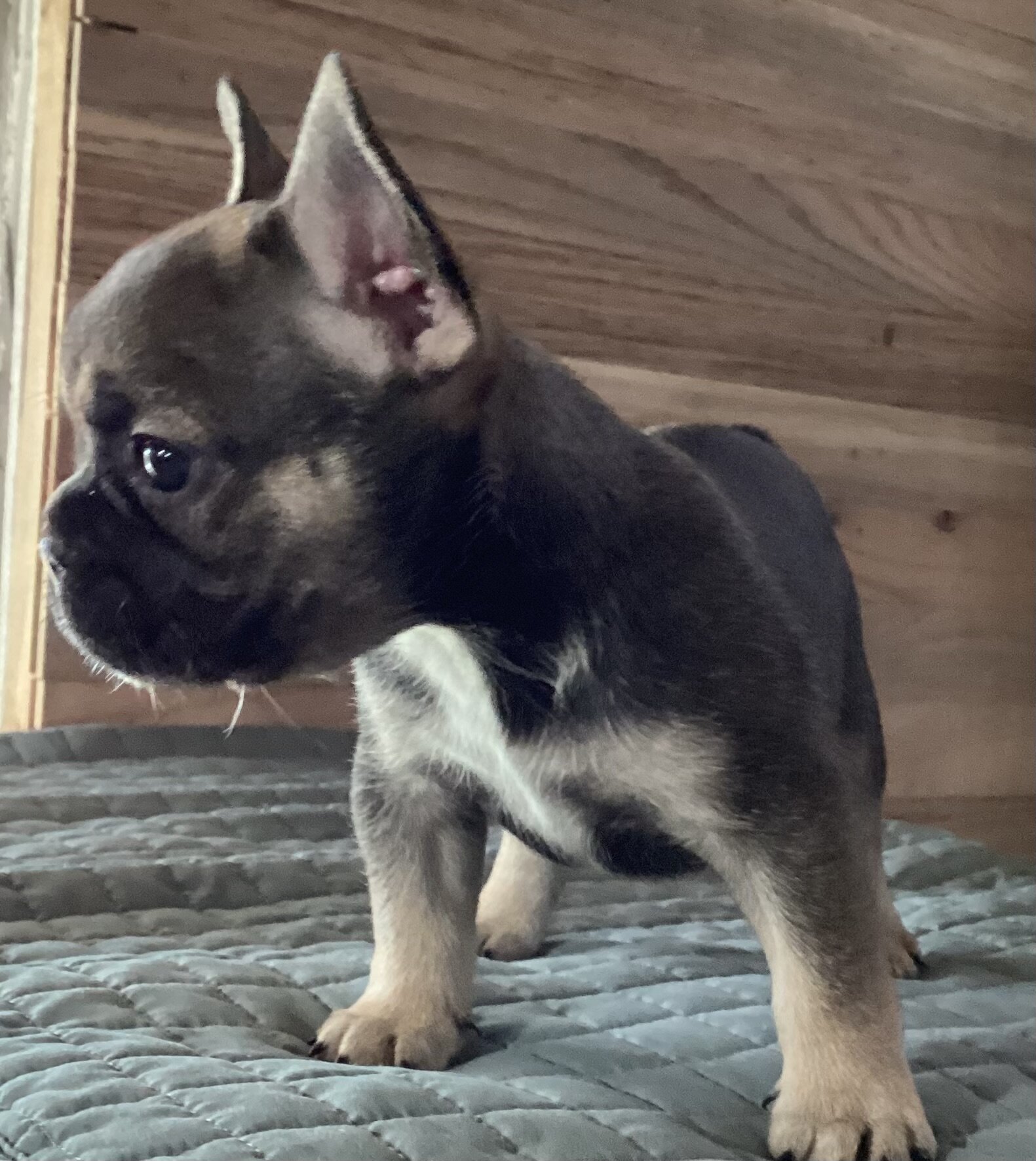 ELSA  = BLUE Fawn with black mask French Bulldog image 2