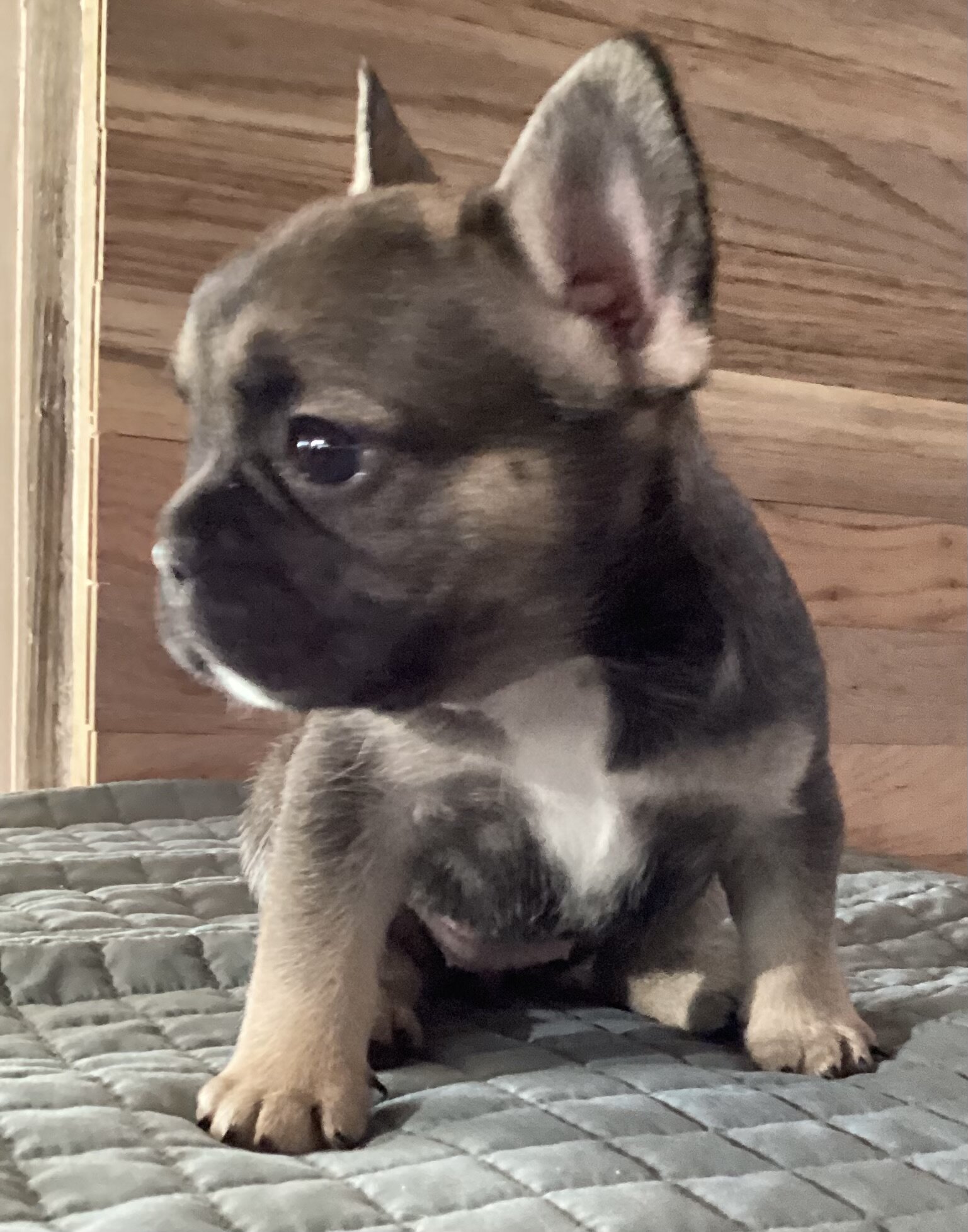 ELSA  = BLUE Fawn with black mask French Bulldog image 3
