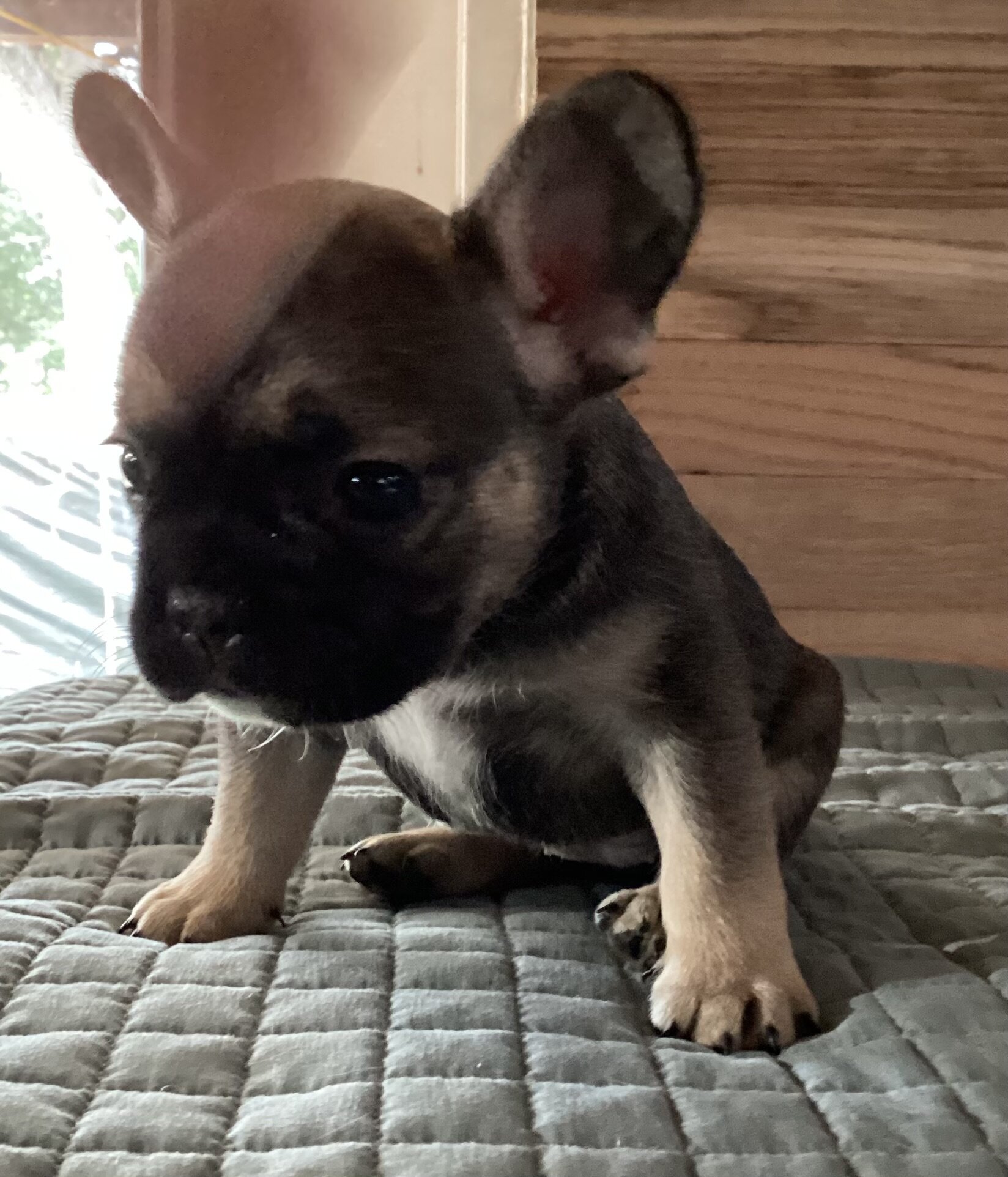 ELSA  = BLUE Fawn with black mask French Bulldog image 7