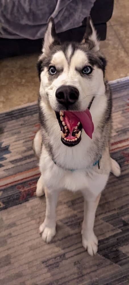 Husky image 4
