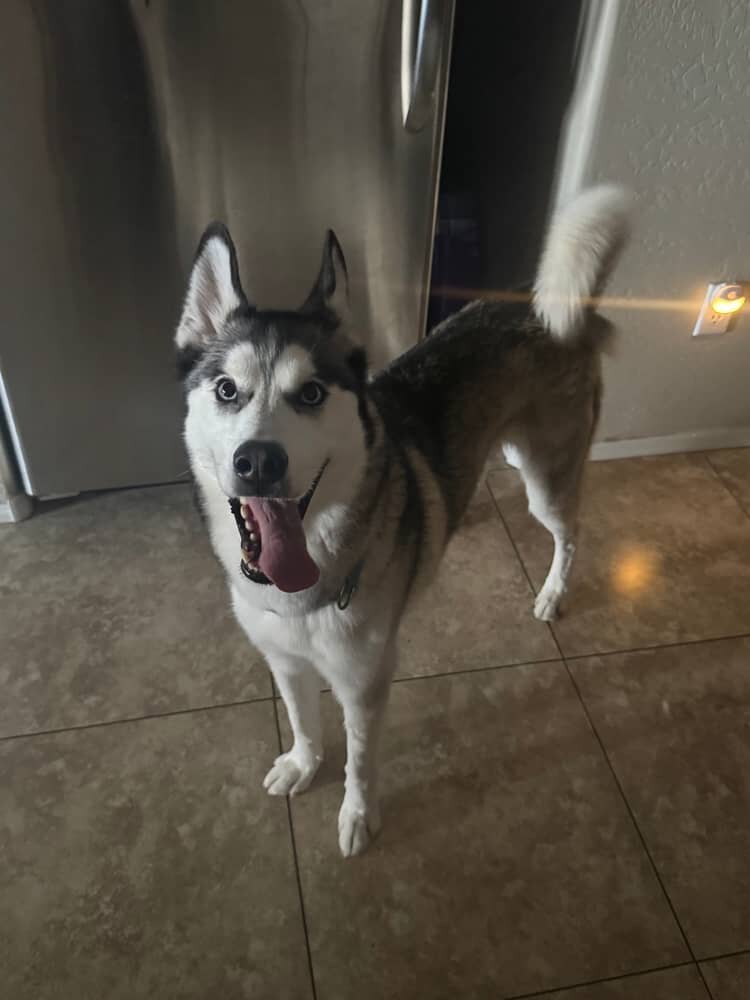 Husky image 3