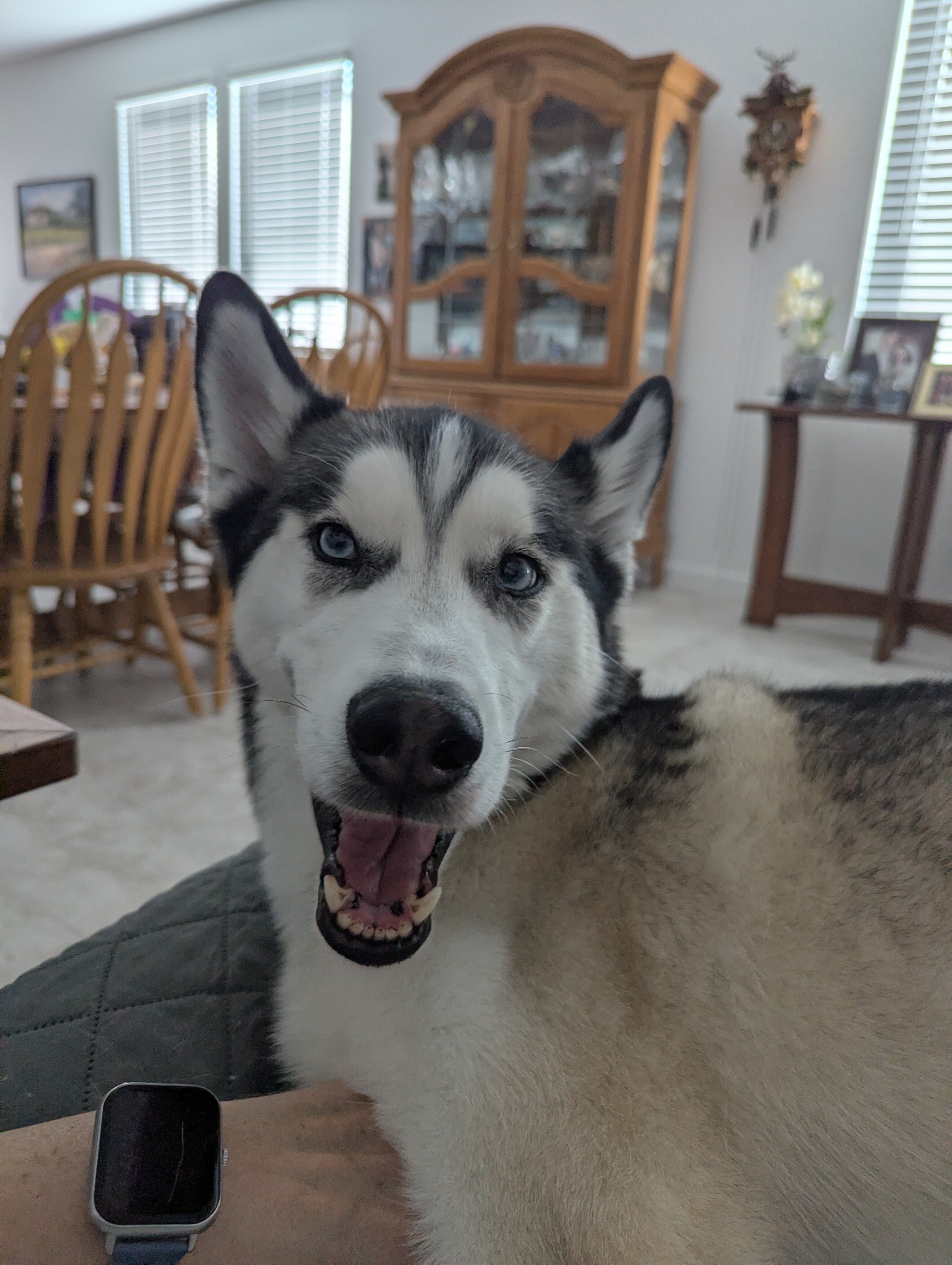 Husky image 2