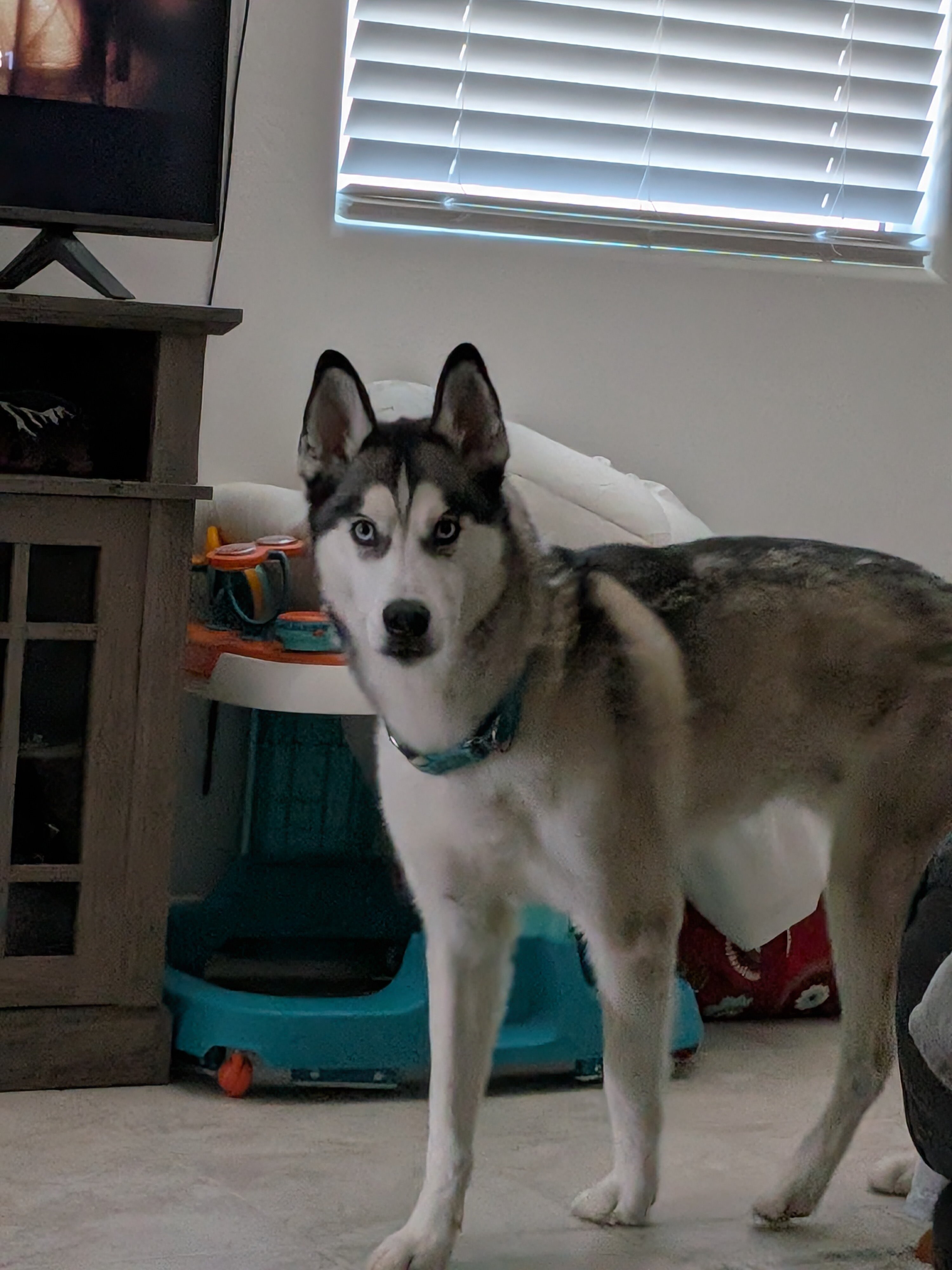 Husky image 1