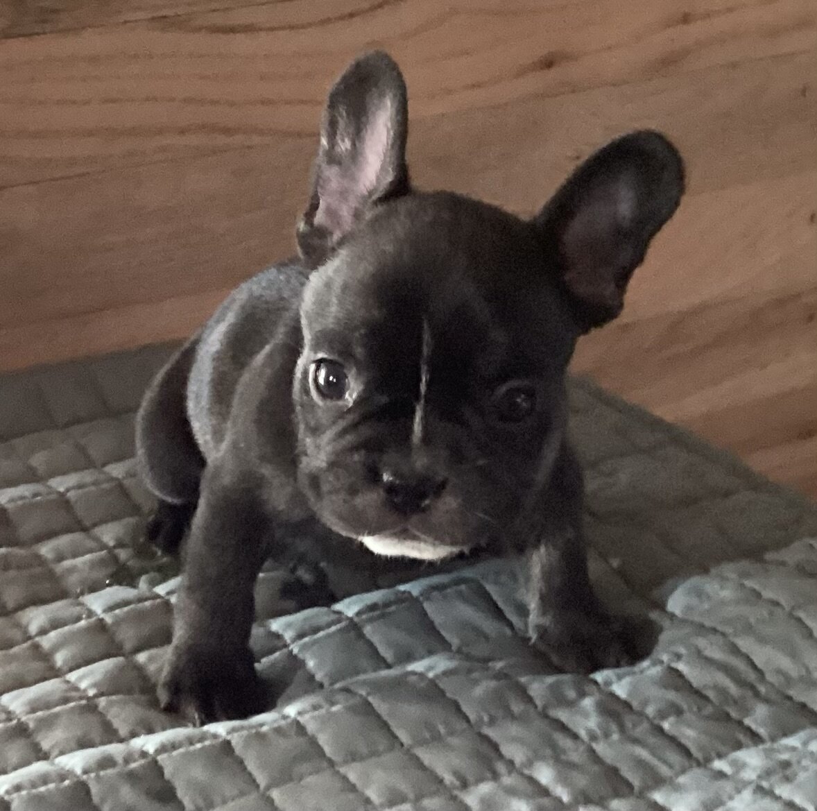 LUCKY the French bulldog Love Puppy Black Brindle image 2