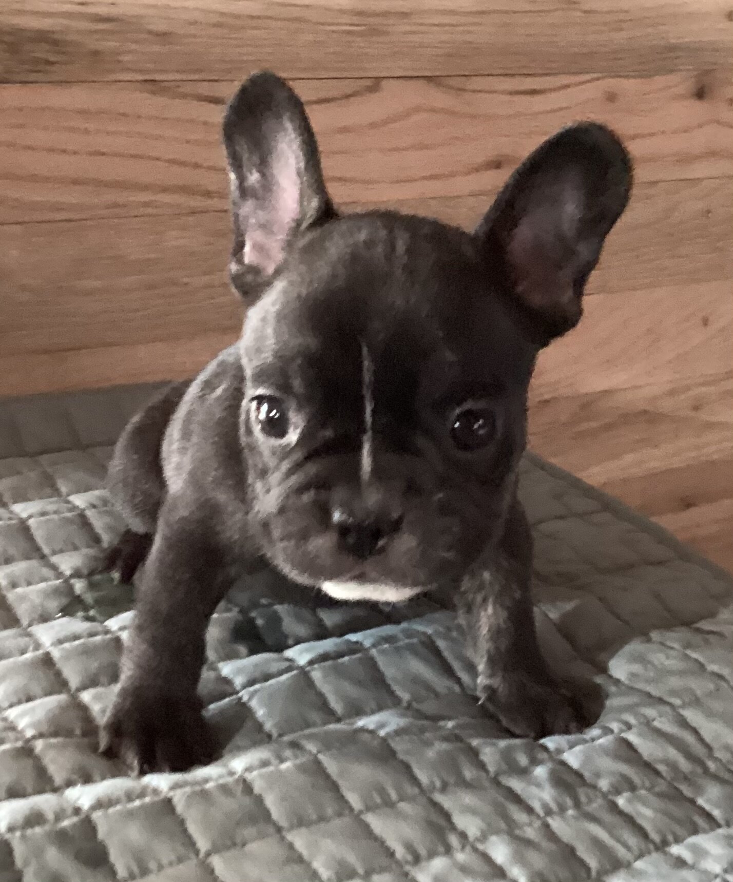 LUCKY the French bulldog Love Puppy Black Brindle image 1
