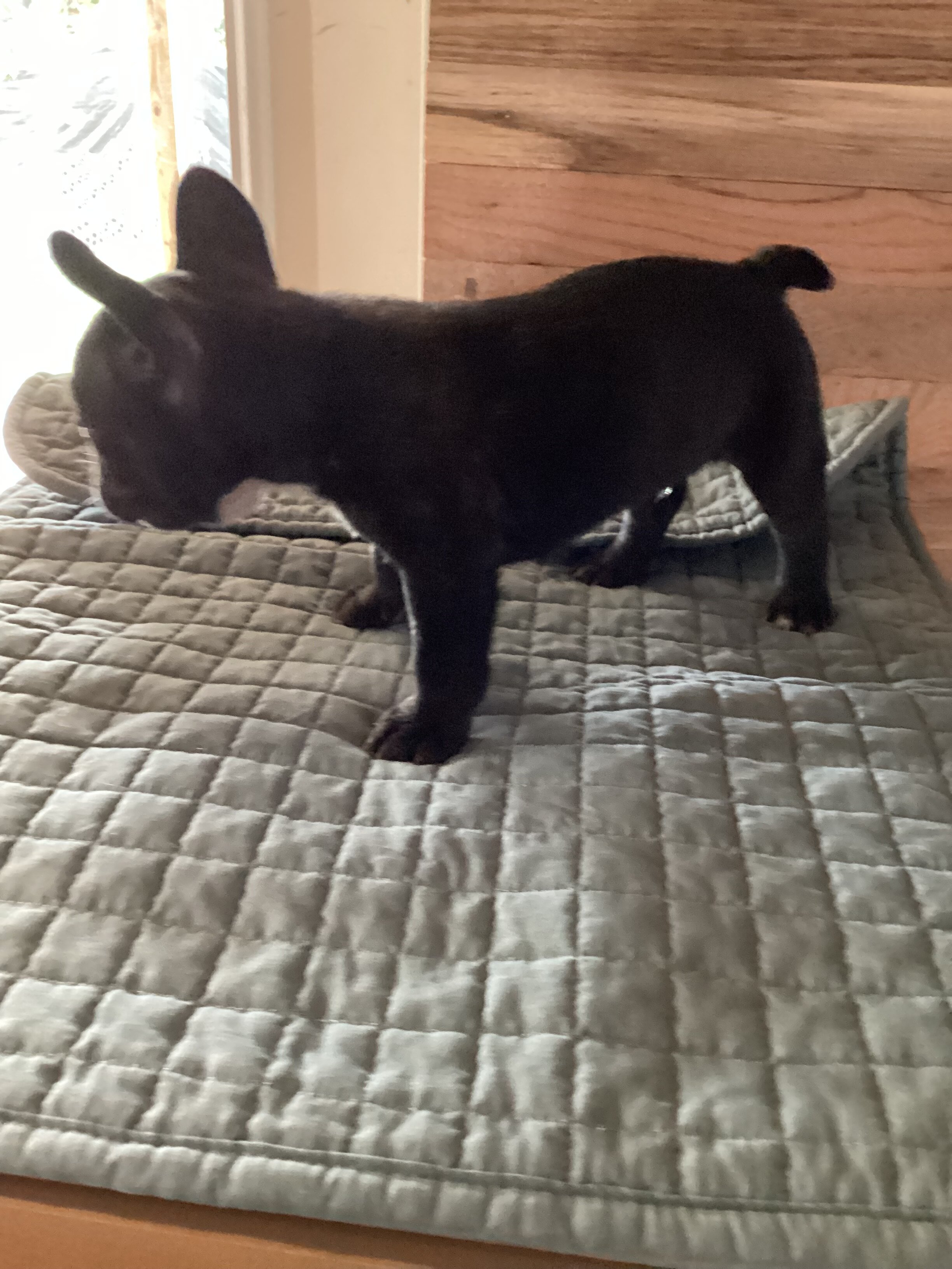 LUCKY the French bulldog Love Puppy Black Brindle image 3