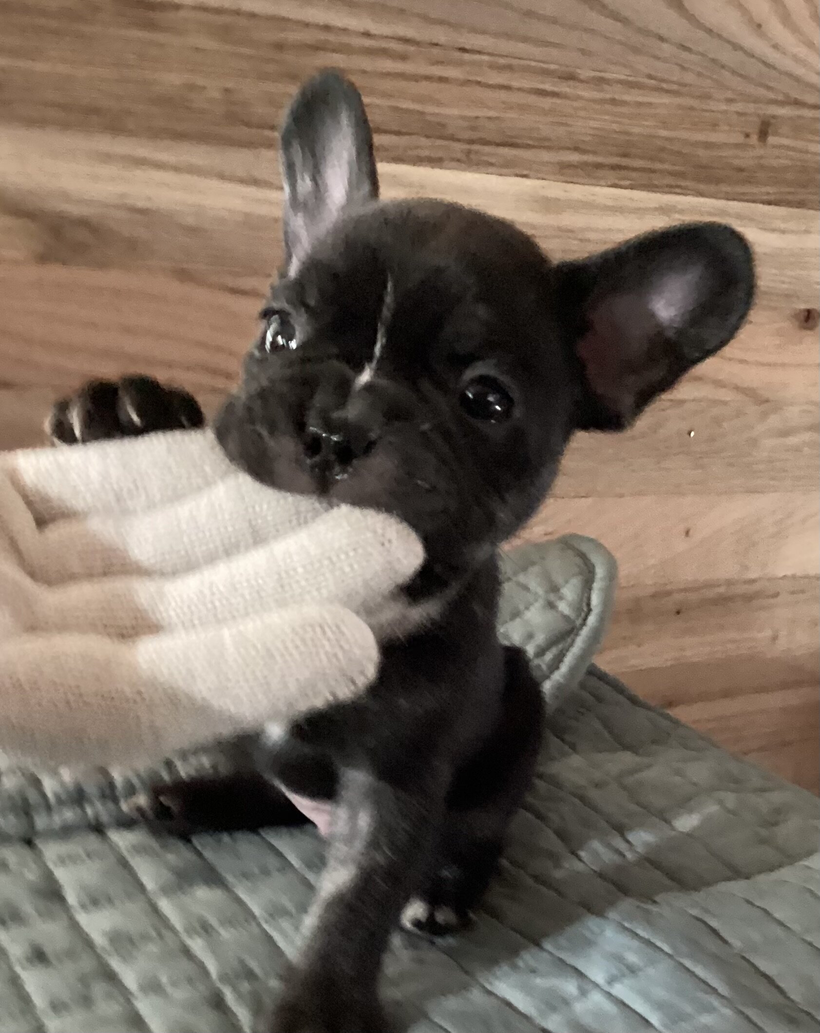 LUCKY the French bulldog Love Puppy Black Brindle image 4