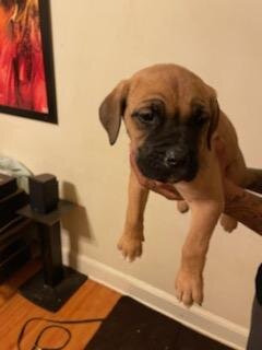 Dog Cane Corso image 2