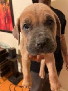 Dog Cane Corso image 1