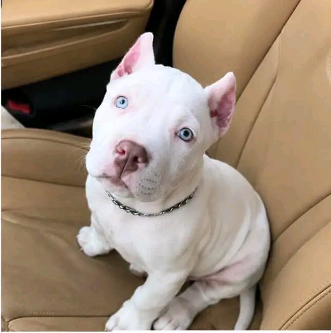 Pitbull Puppies with great temperaments image 2