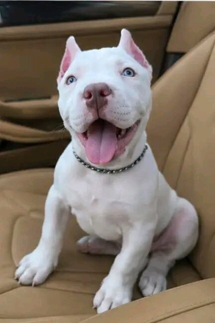 Pitbull Puppies with great temperaments image 3