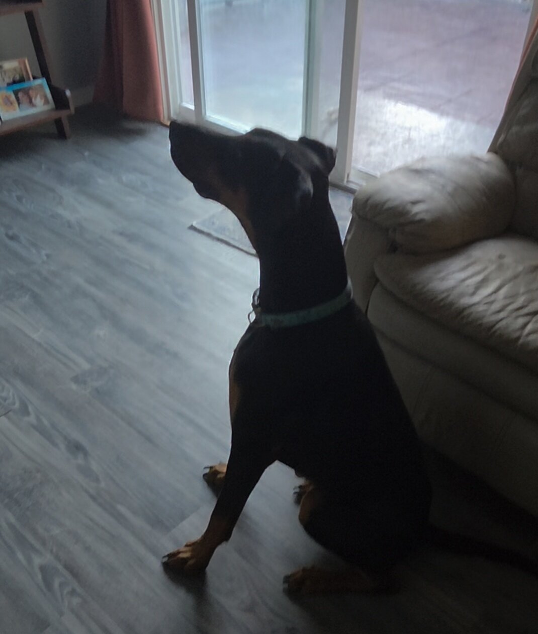 Doberman Pinscher image 1