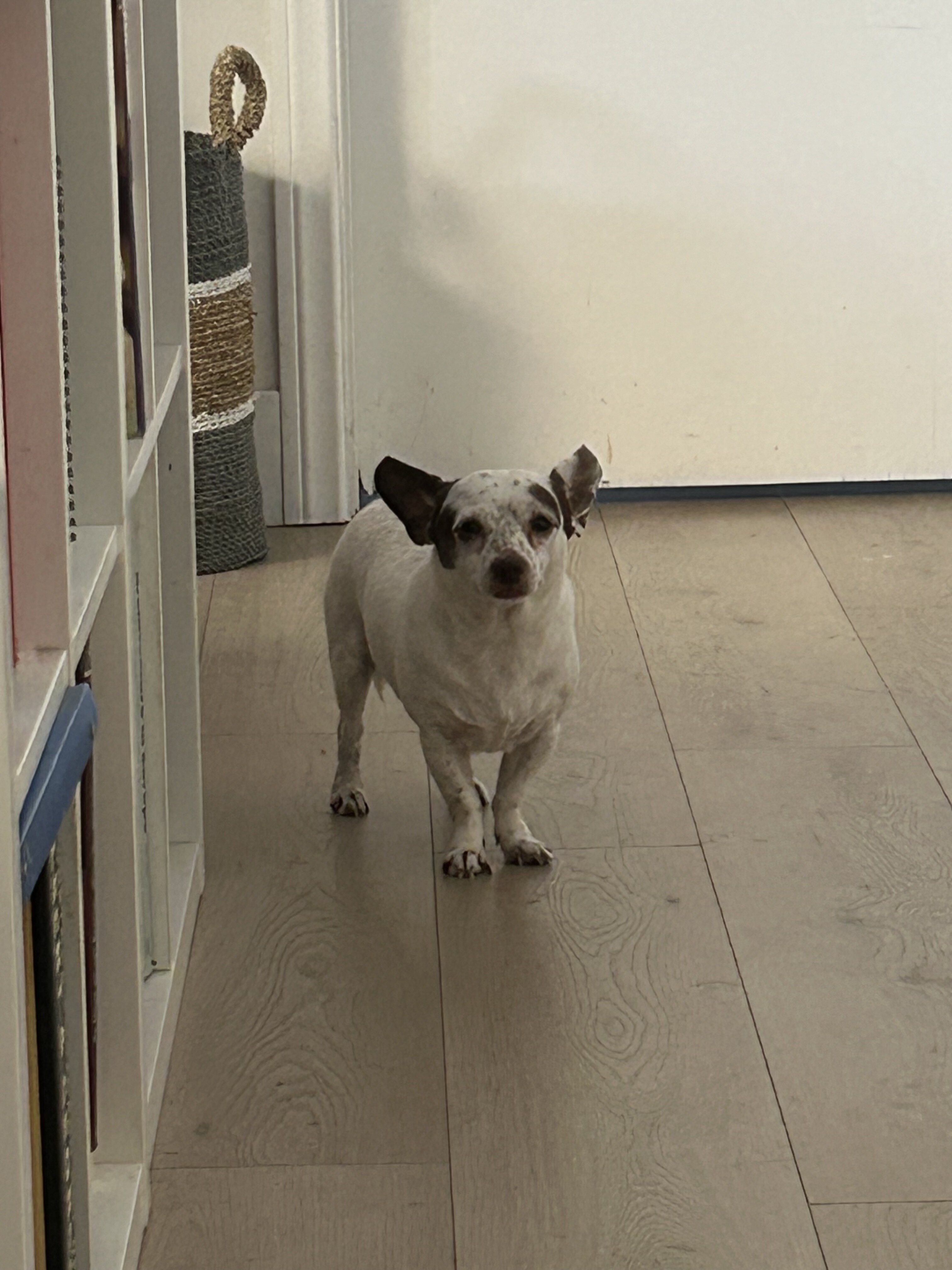 Mochi image 6