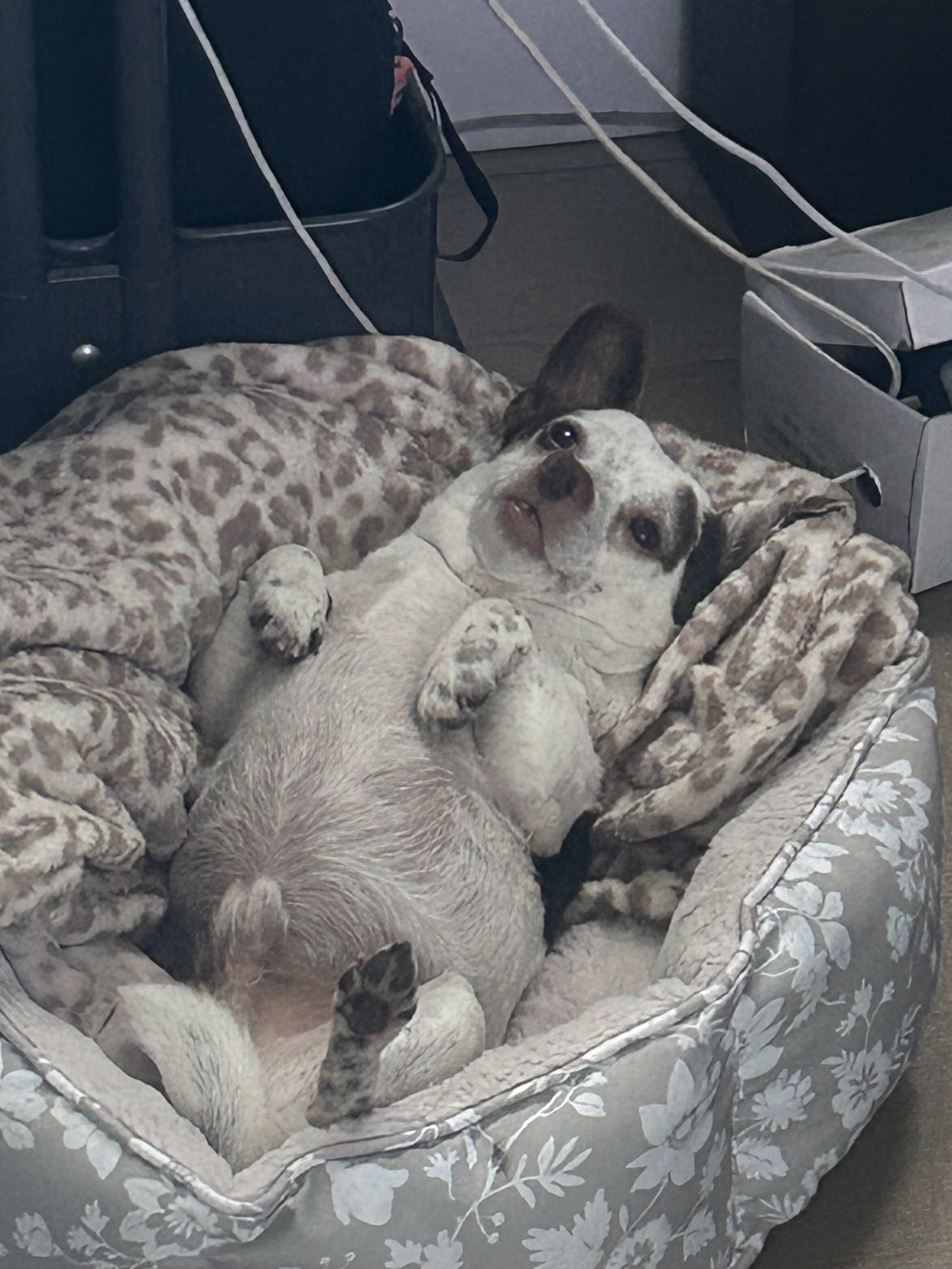 Mochi image 4