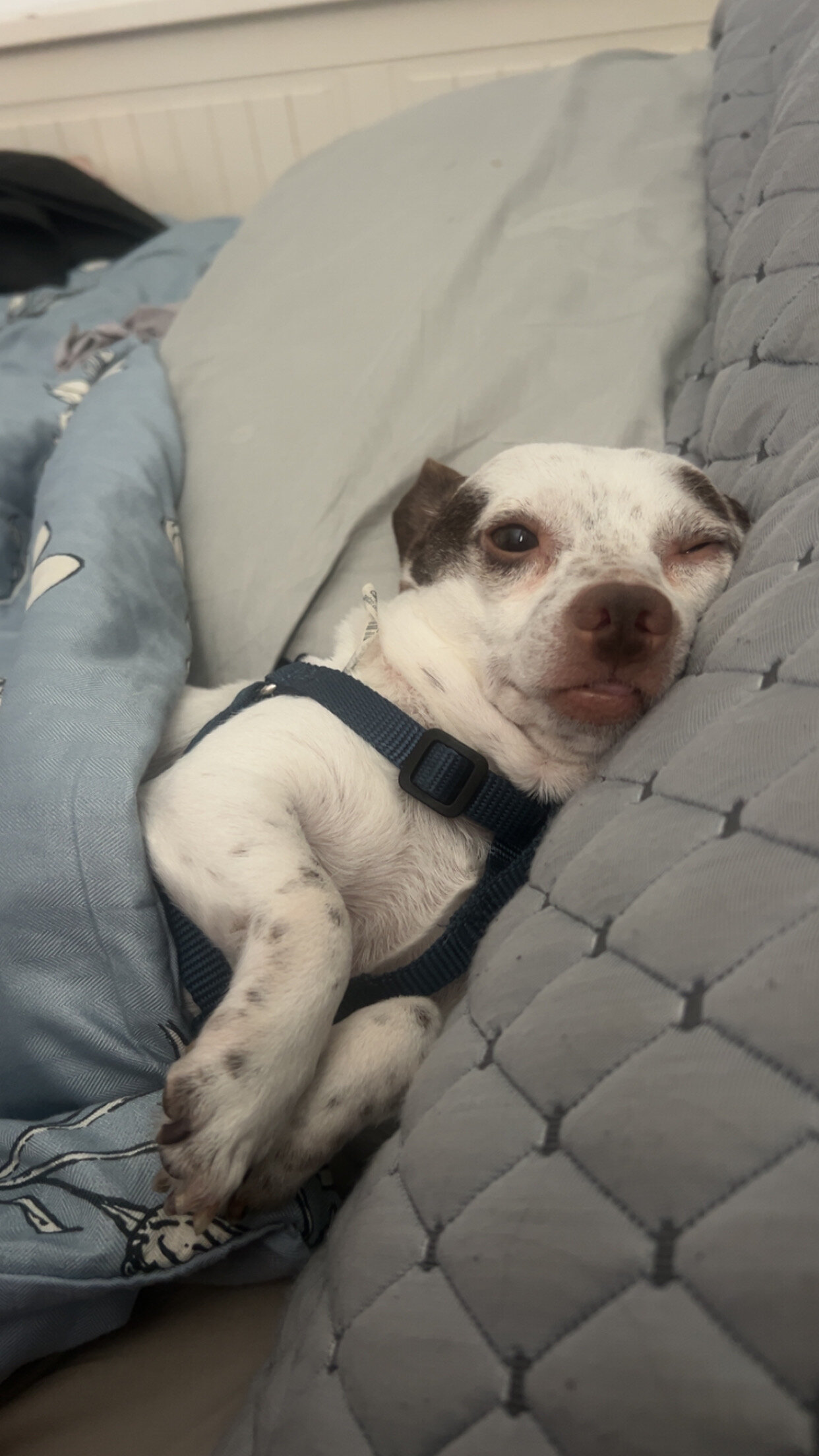 Mochi image 2