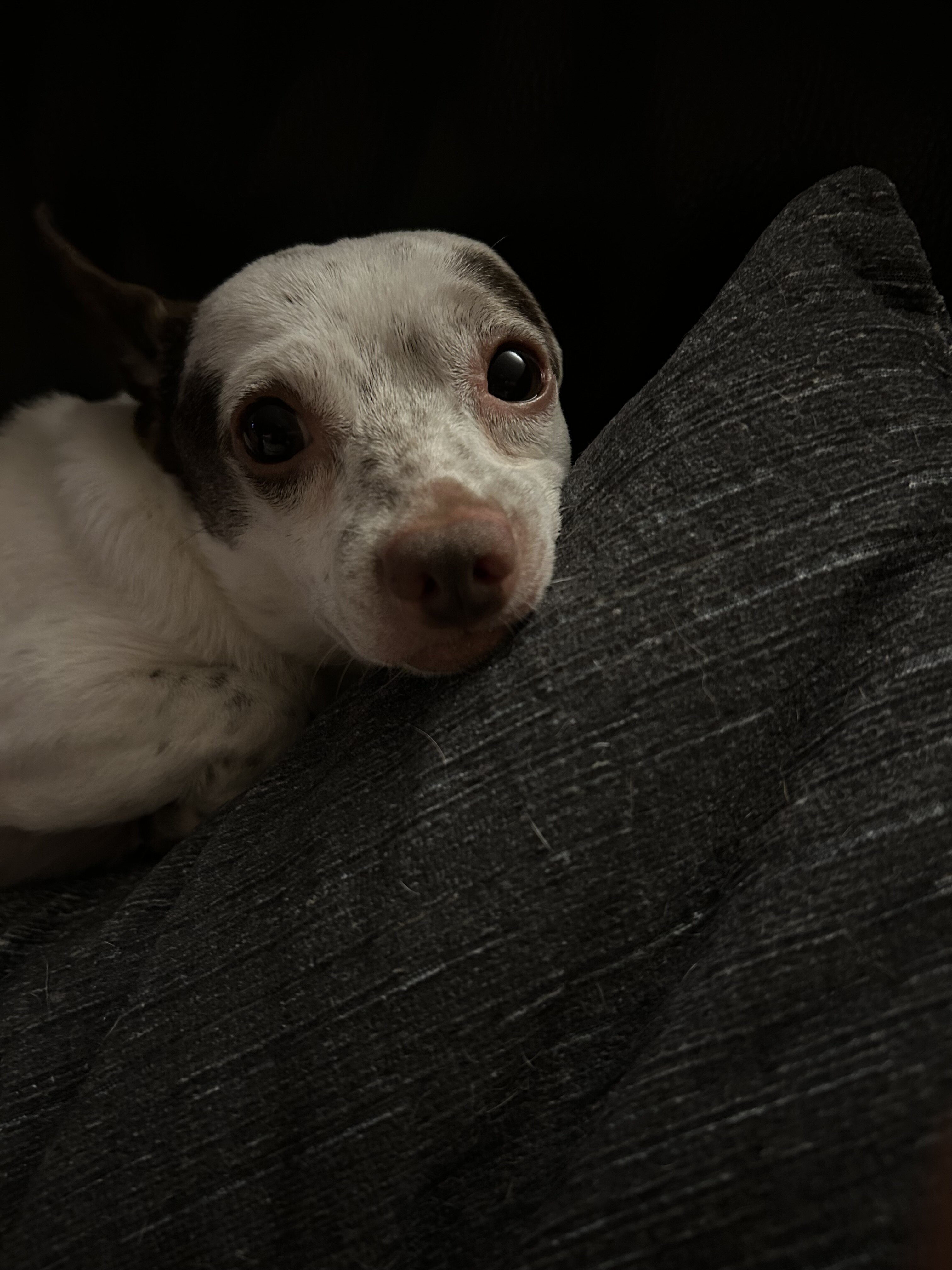 Mochi image 3