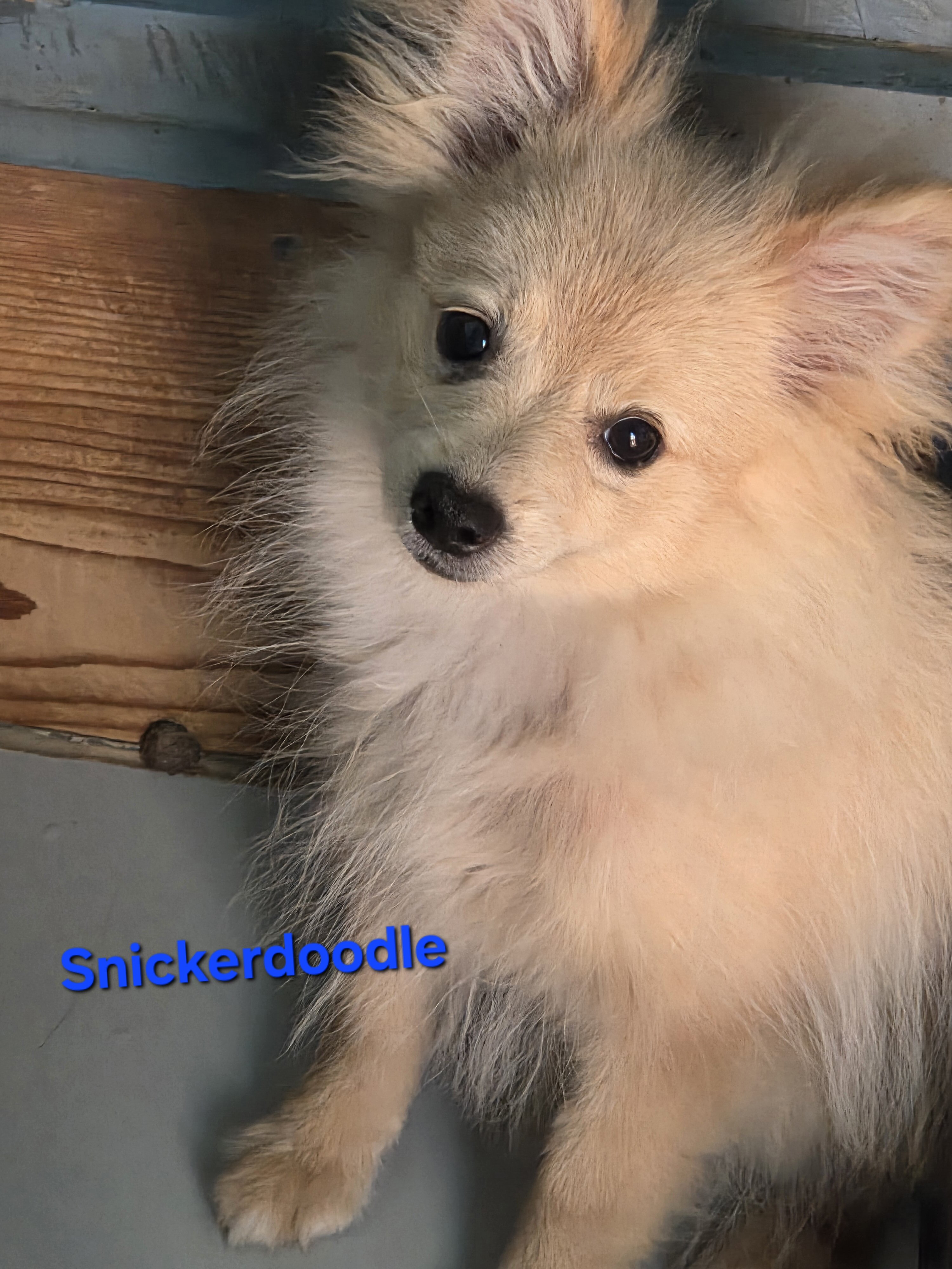 Snickerdoodle image 9