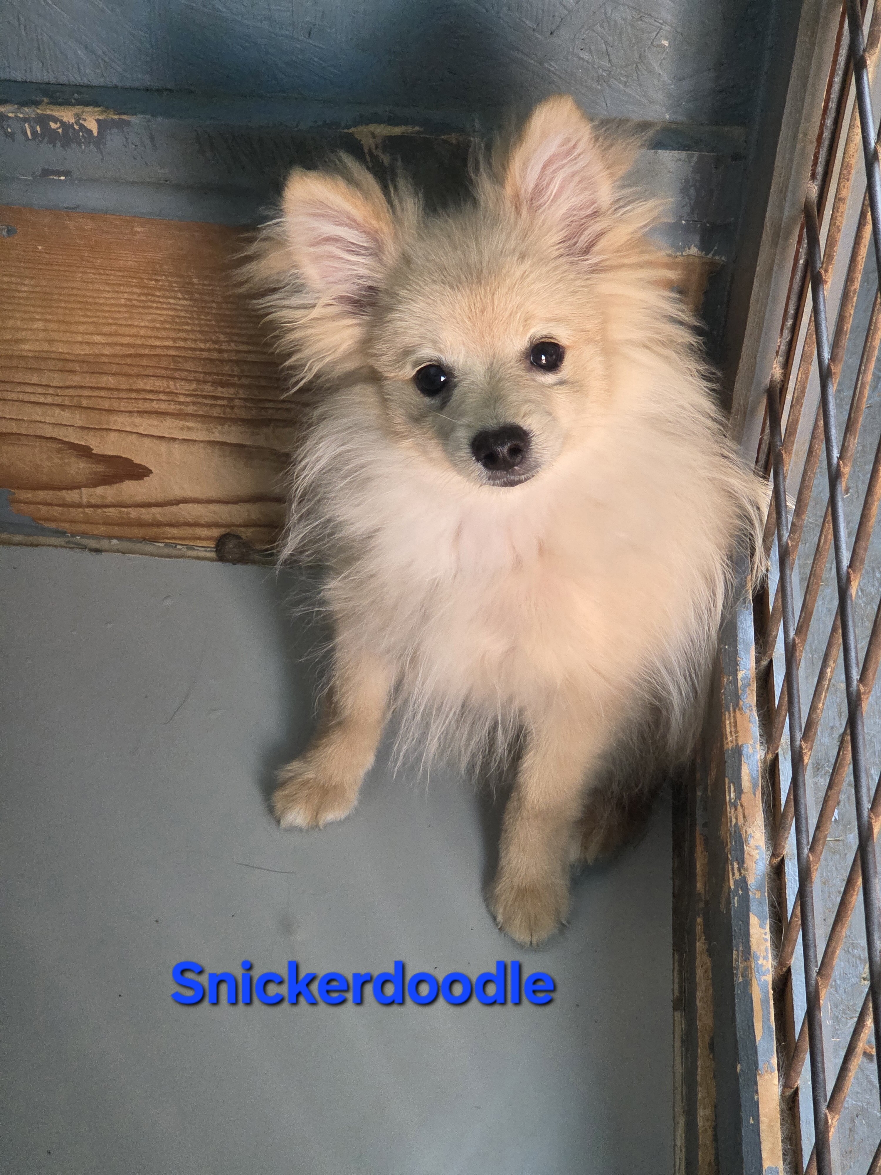 Snickerdoodle image 8