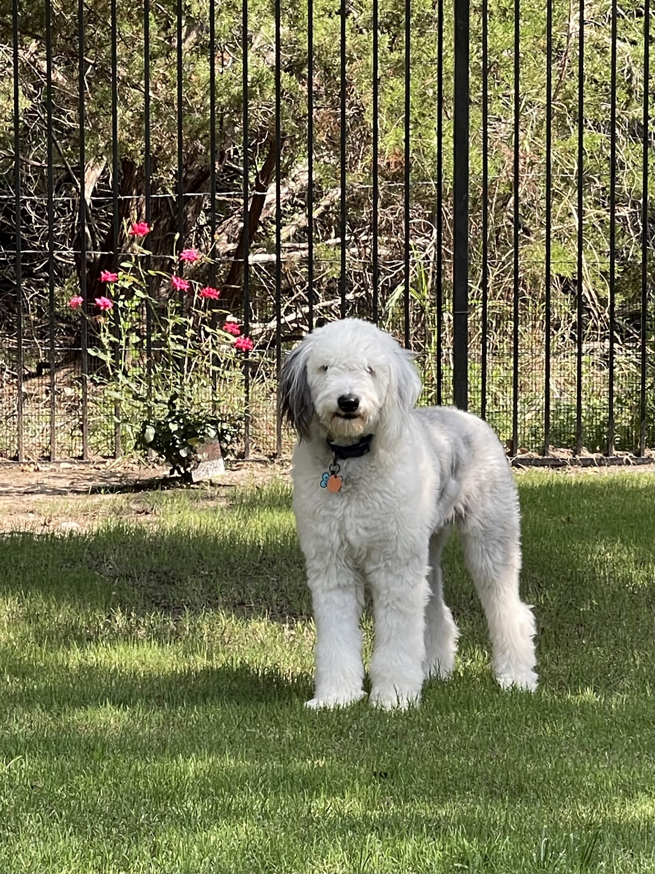 Sheepadoodle Female image 1