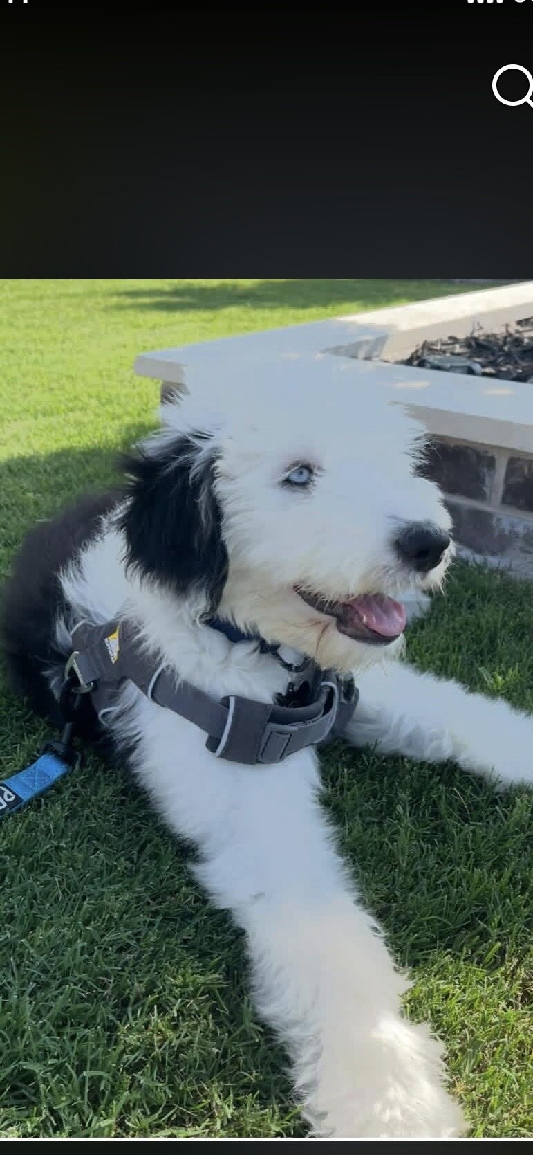 Sheepadoodle Female image 2