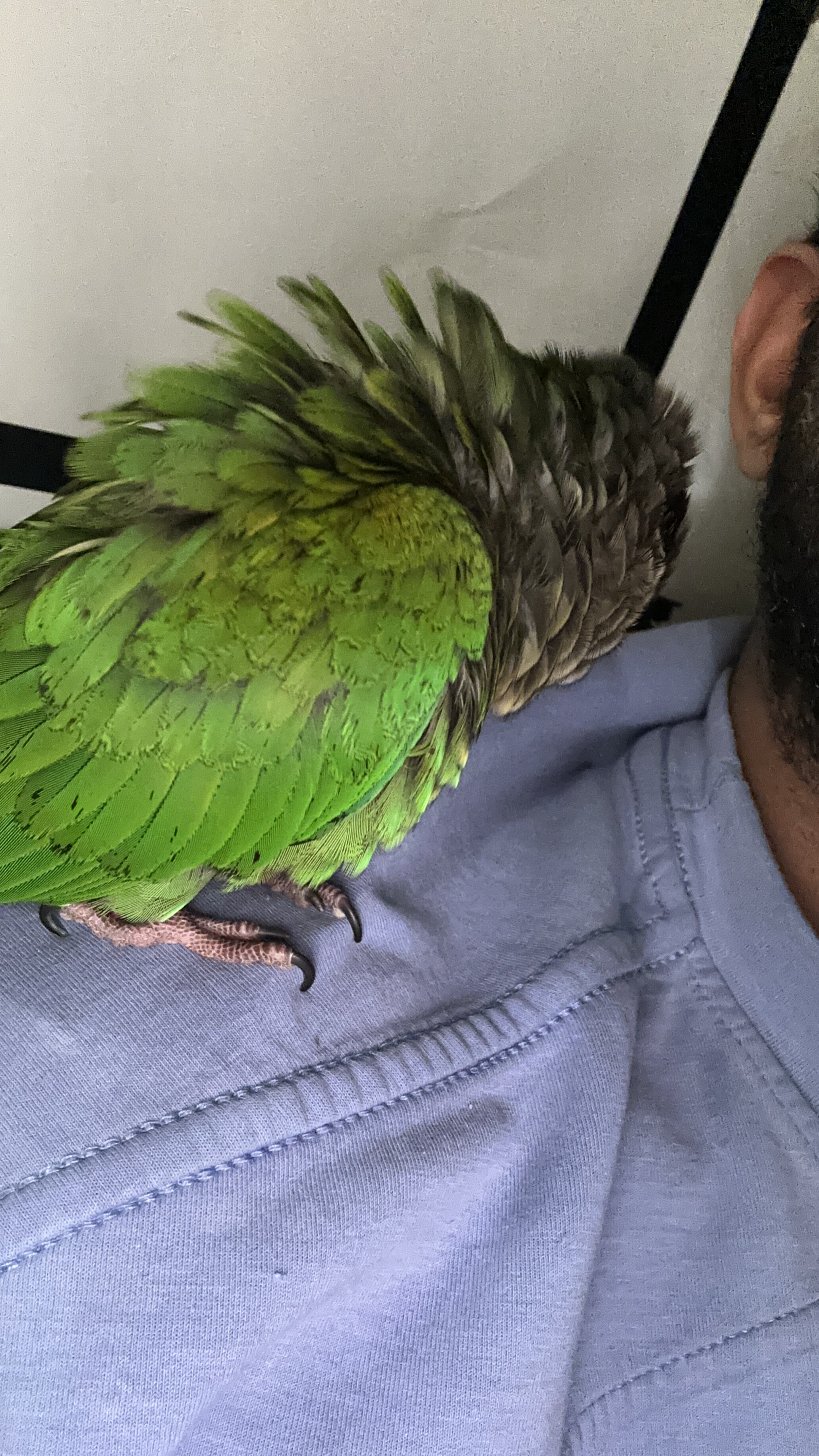Conure bird image 2