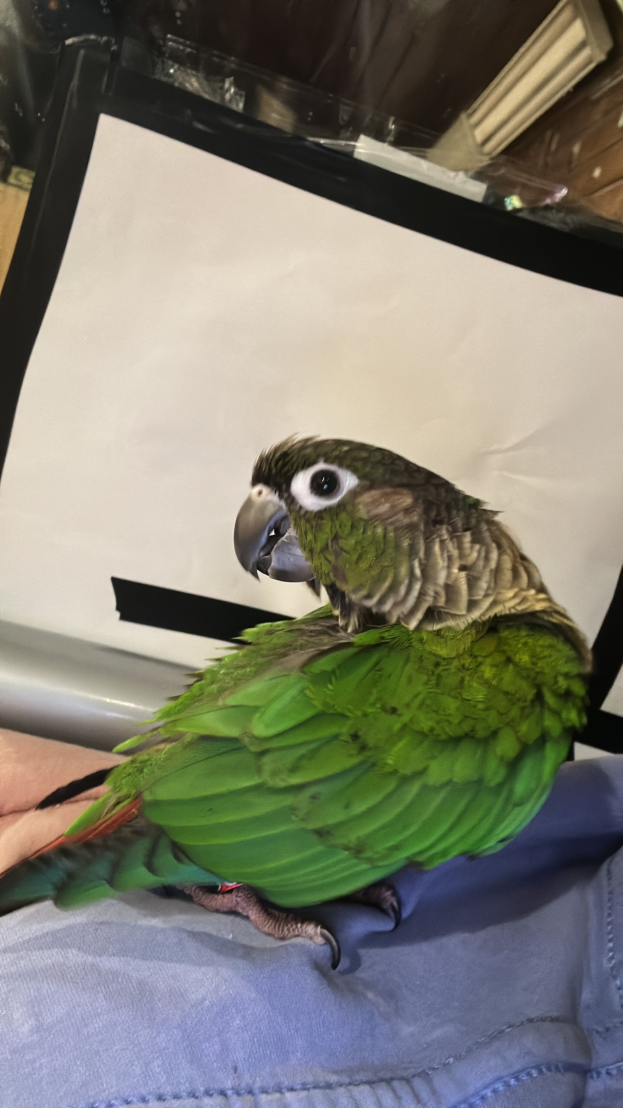 Conure bird image 1