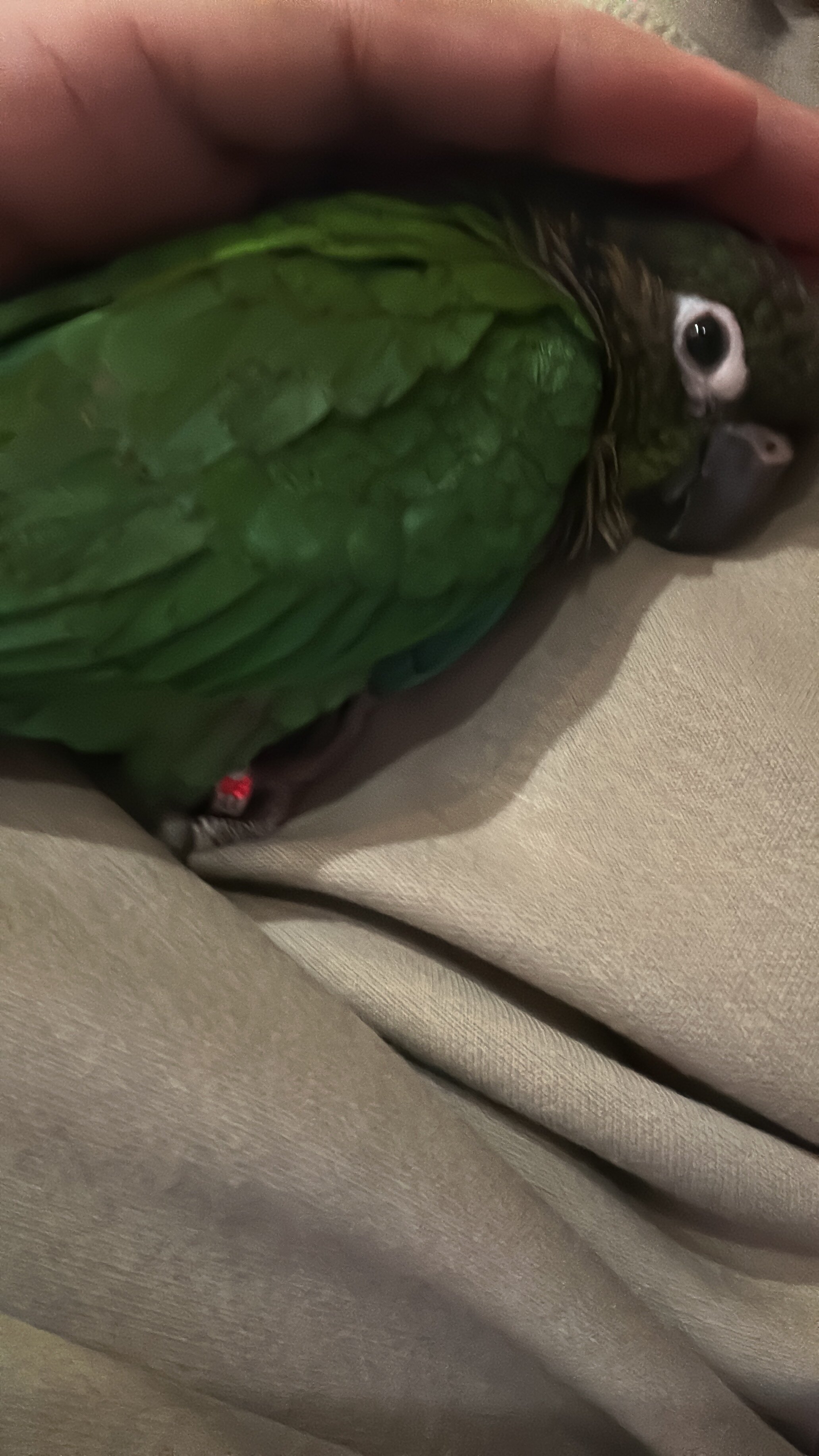 Conure bird image 3