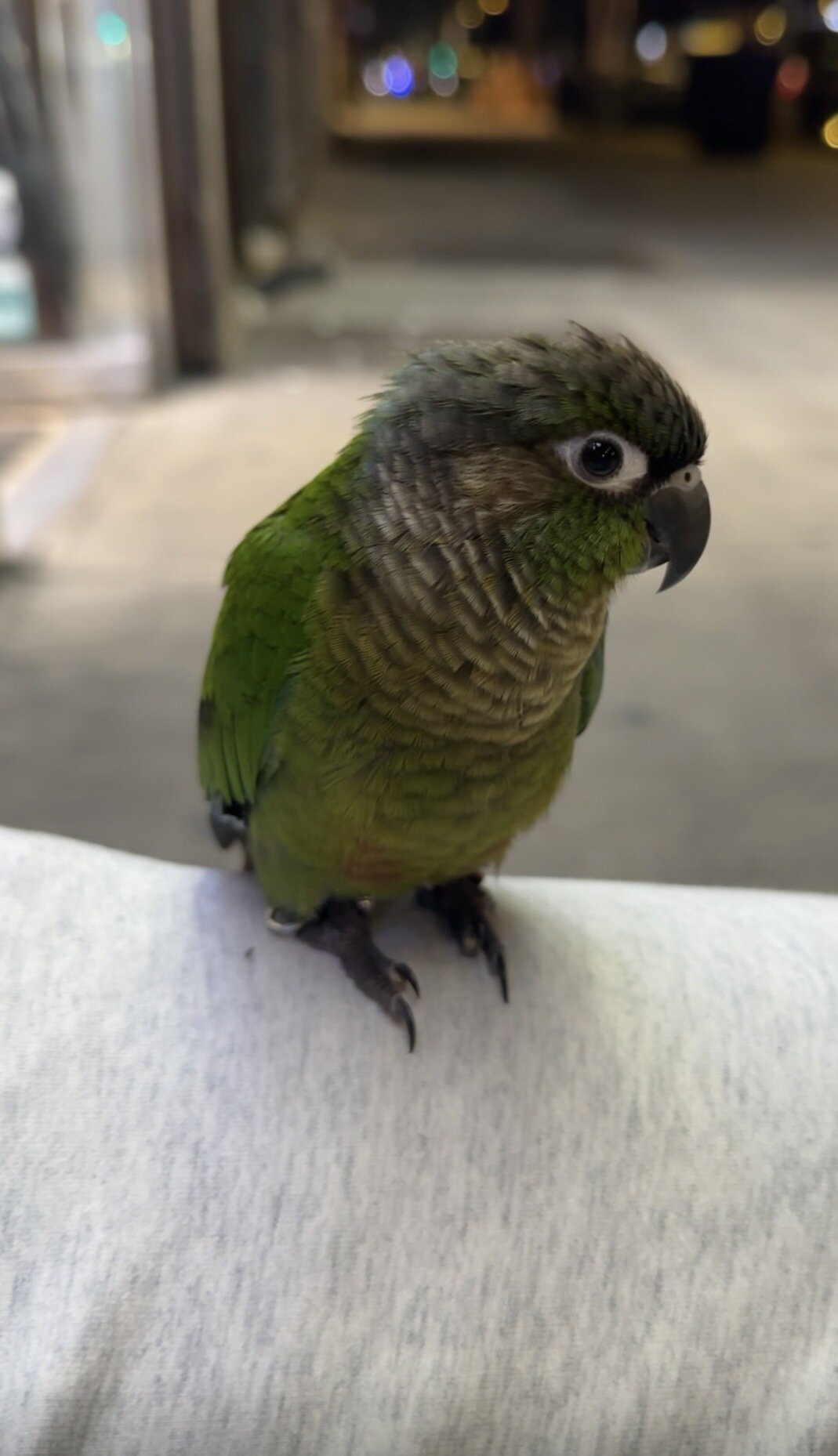 Conure bird image 5