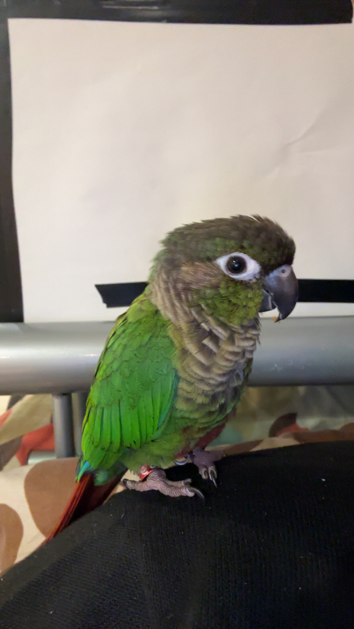 Conure bird image 4