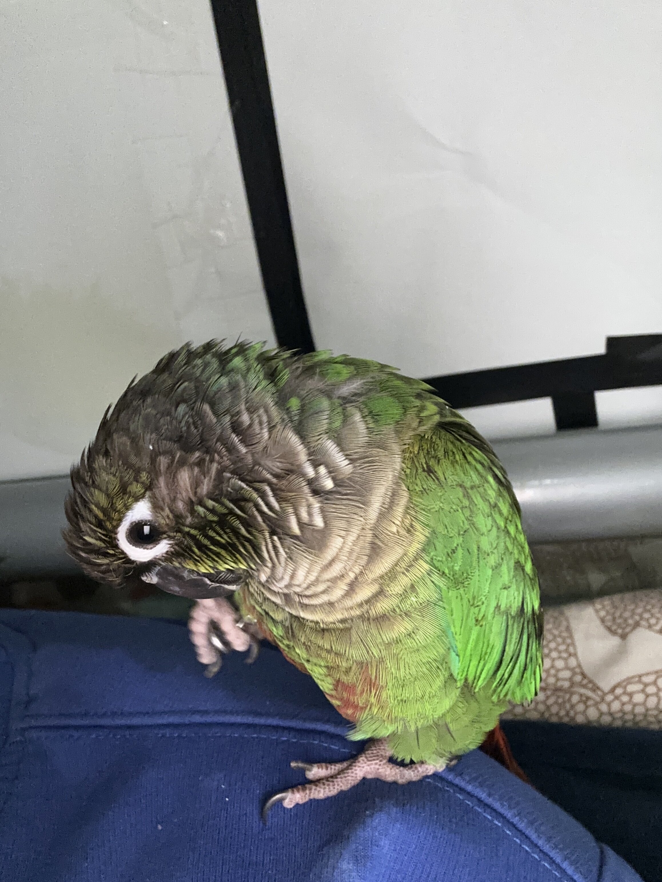 Conure bird image 6
