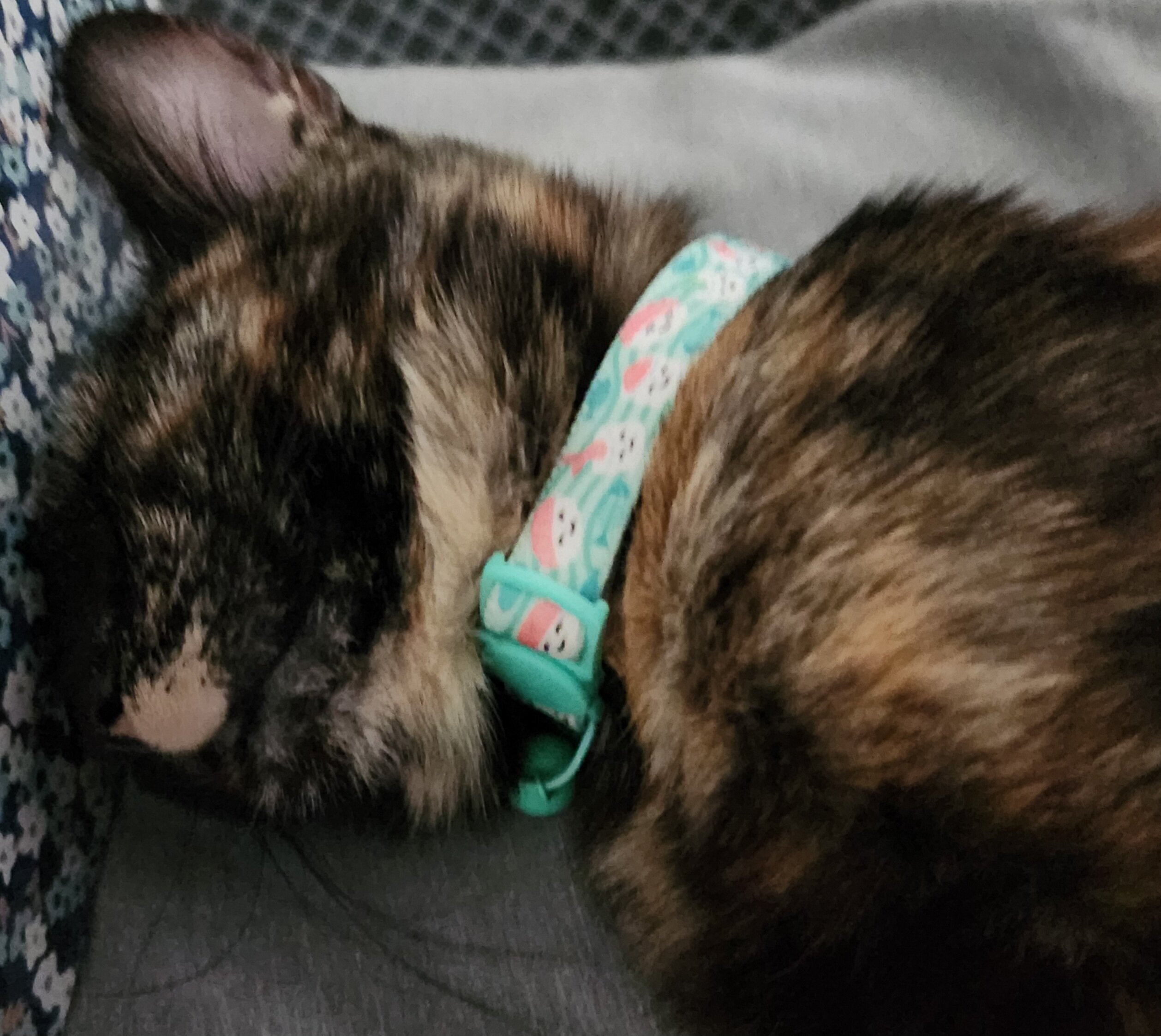Free older kitten image 1