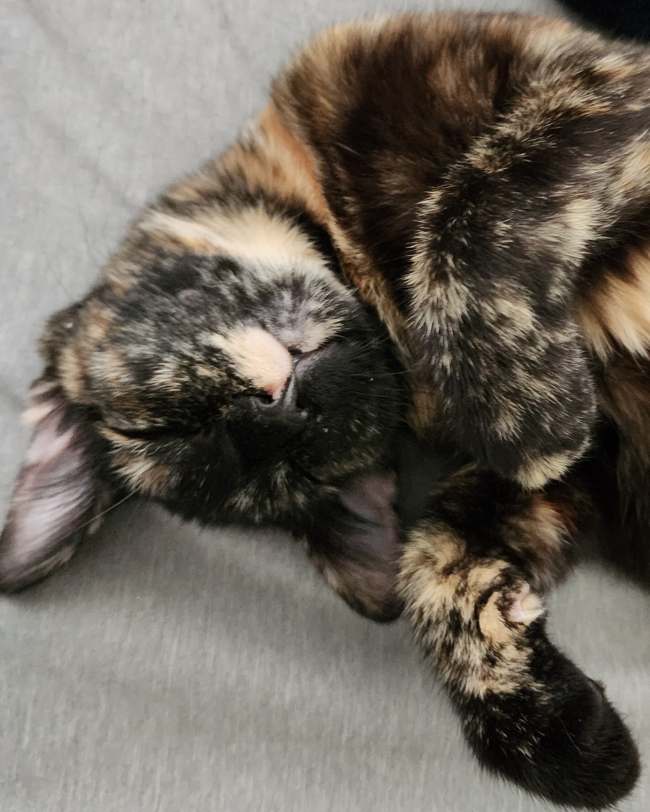 Free older kitten image 2