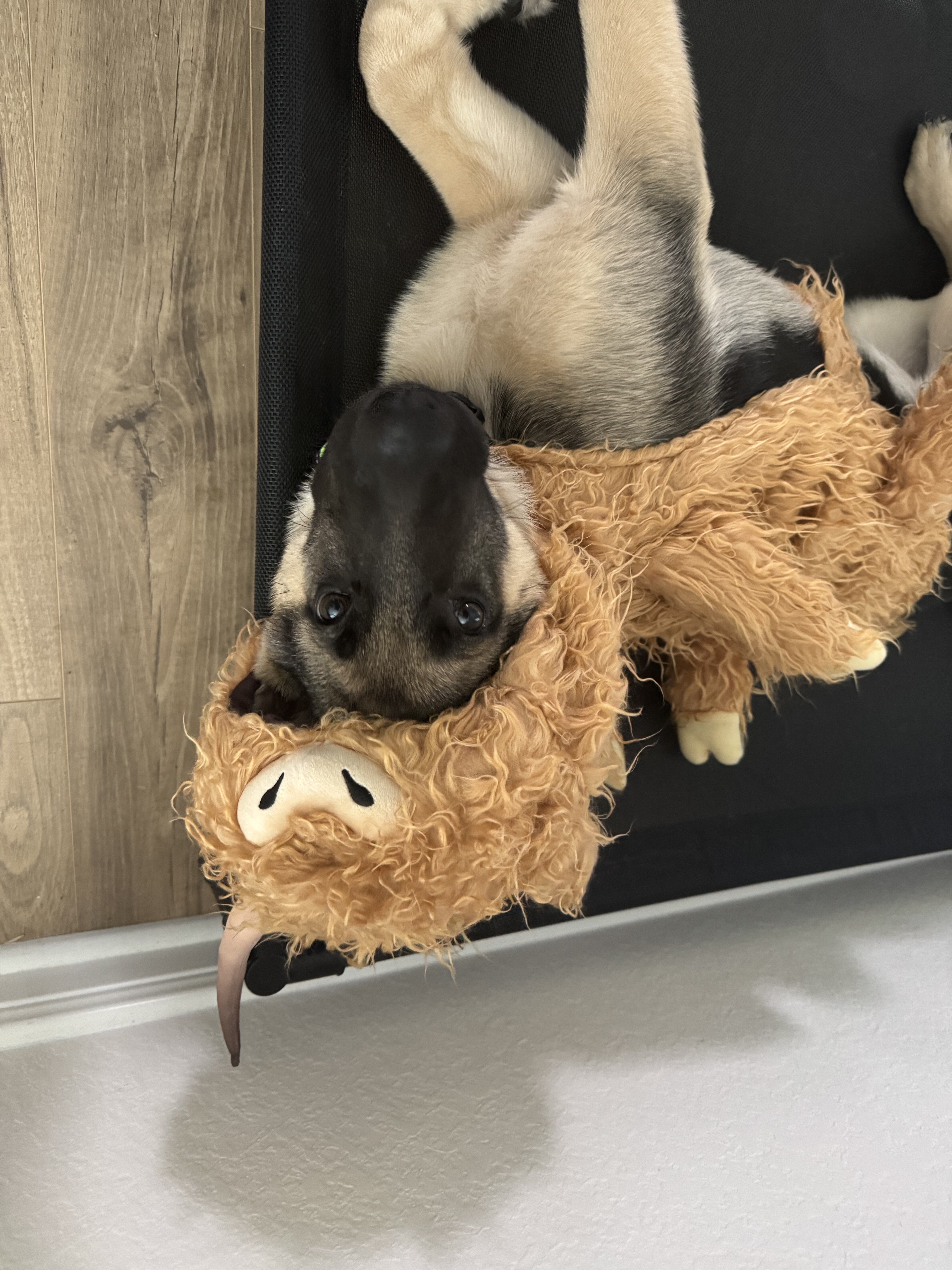 Dog image 1