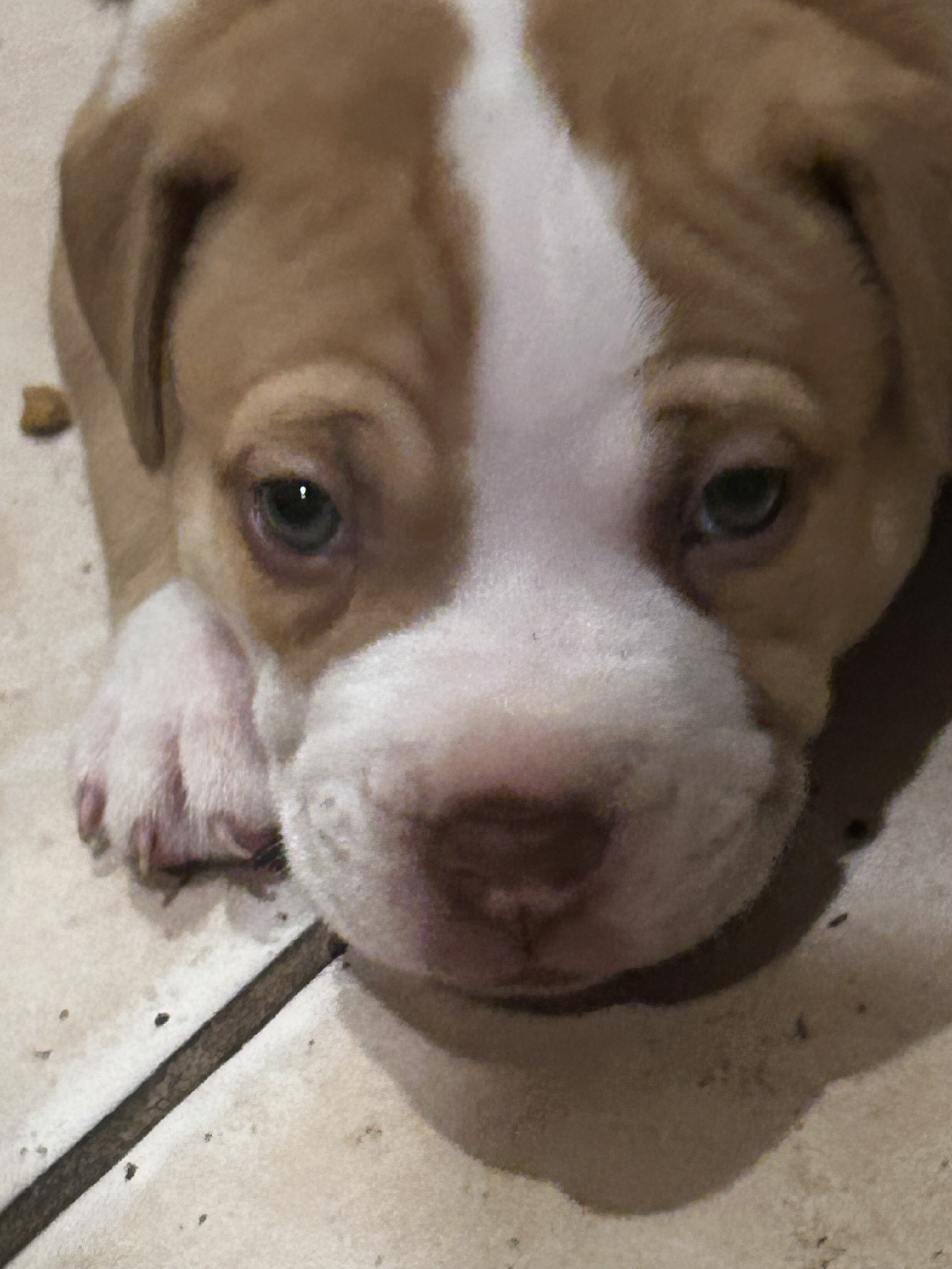 Cutest baby pits image 6