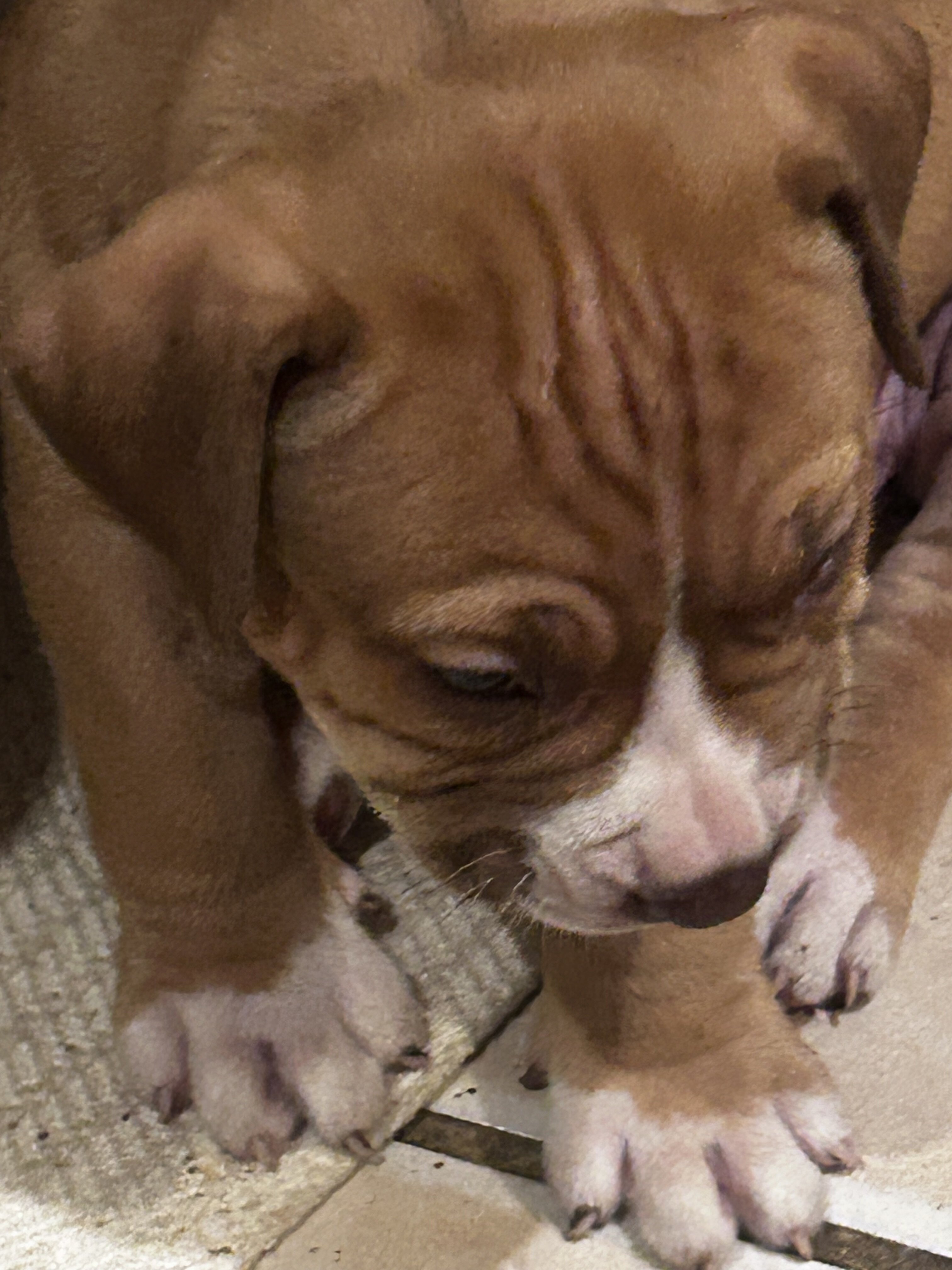 Cutest baby pits image 7