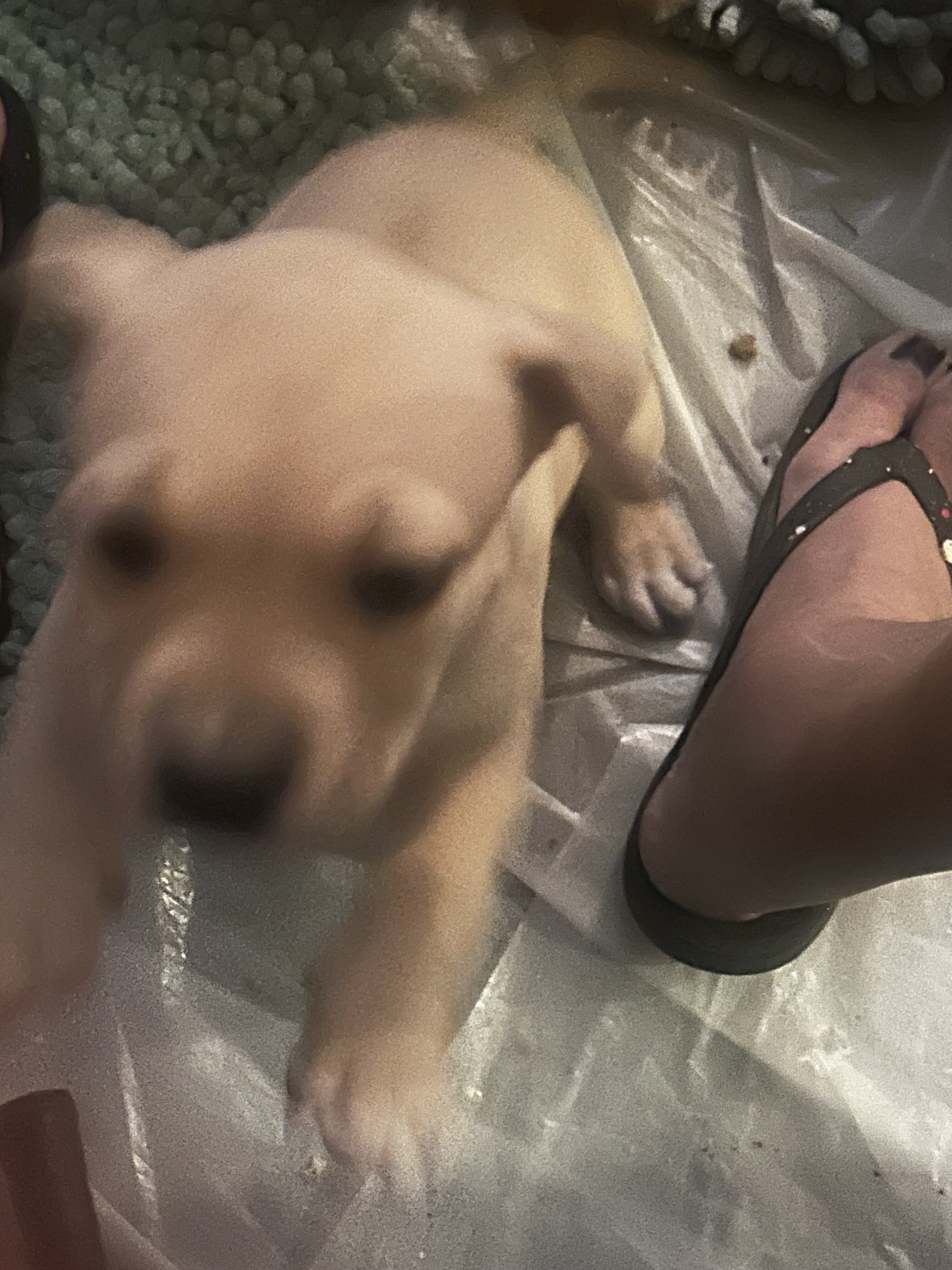 Cutest baby pits image 4