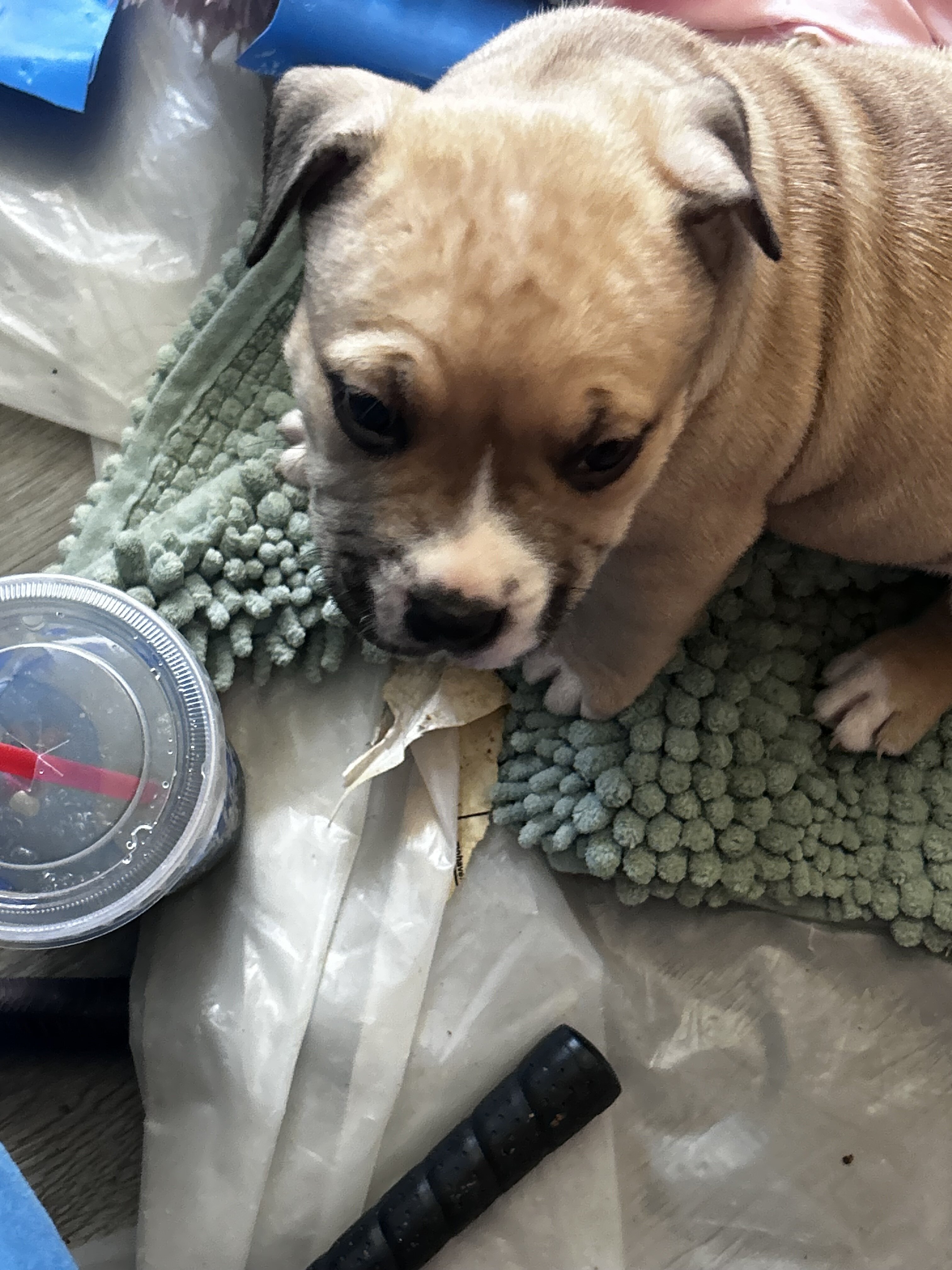 Cutest baby pits image 3