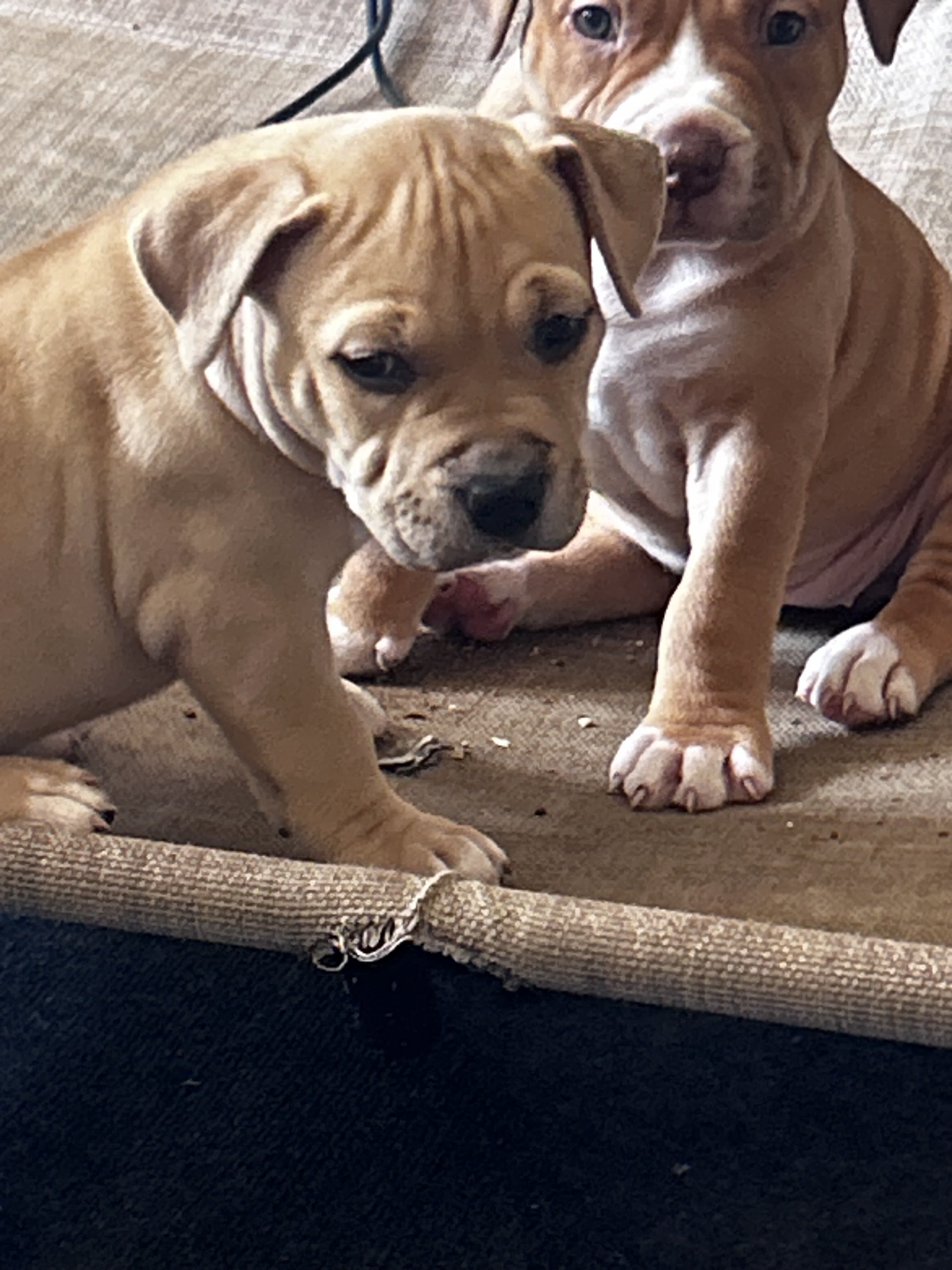 Cutest baby pits image 1
