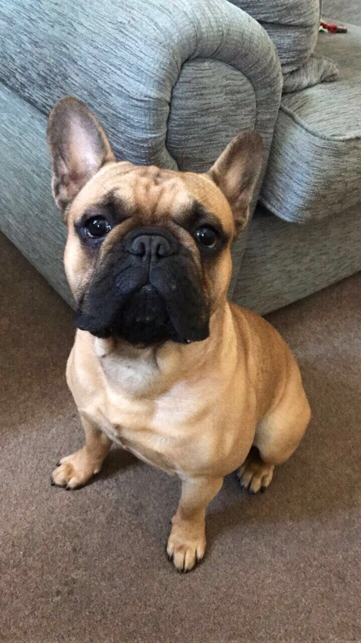 French Bulldog image 1