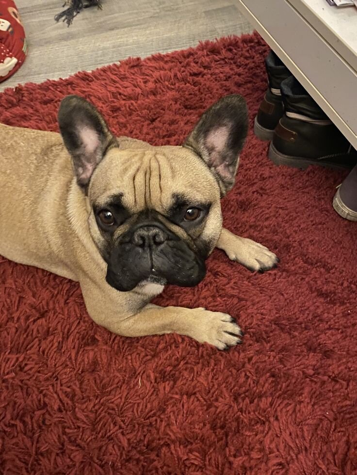 French Bulldog image 4