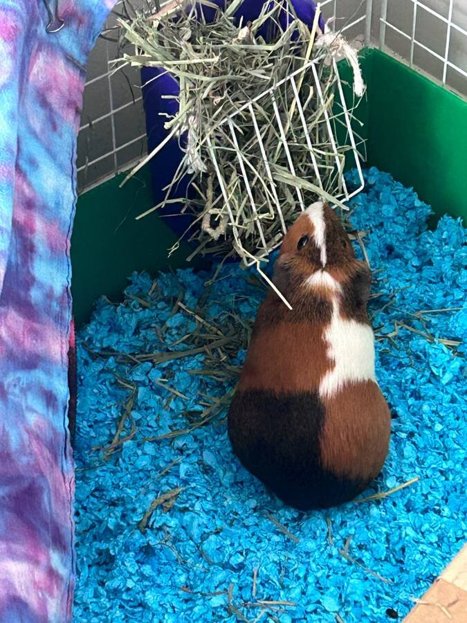 Guinea pig for adoption - Fairfax, Virginia image 1