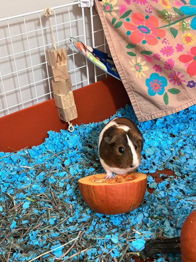 Guinea pig for adoption - Fairfax, Virginia image 2