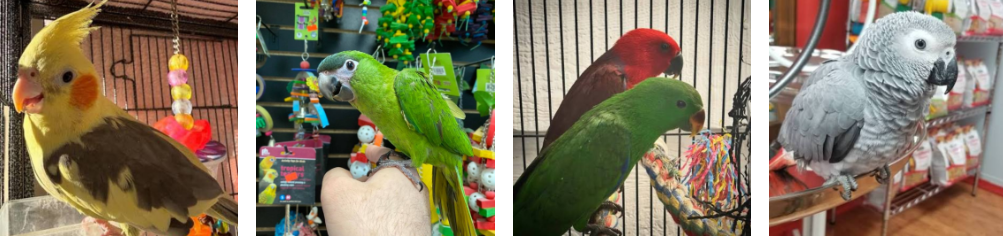 Buy Exotic Parrots Online - Pet Birds Shop image 1