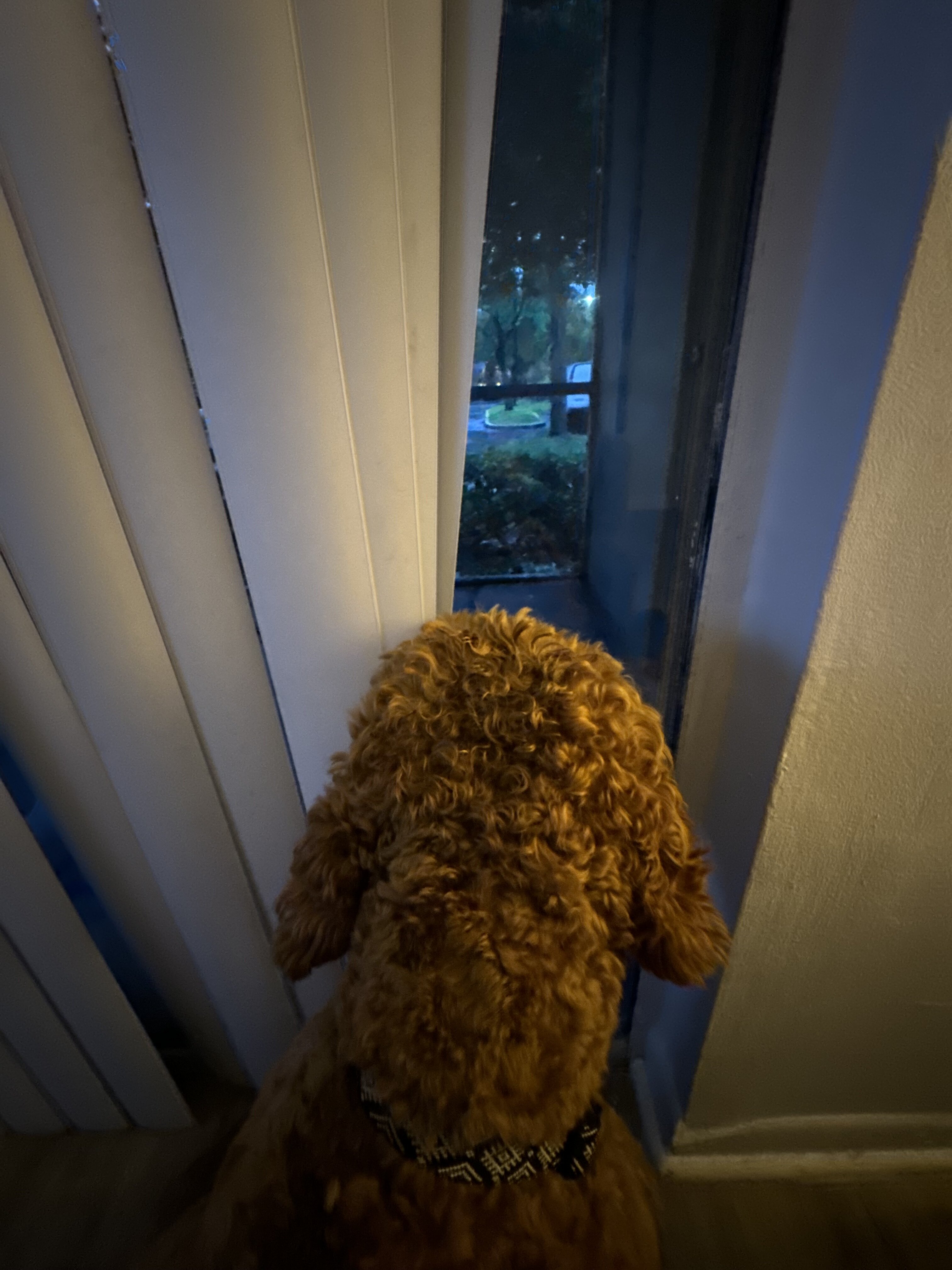 Golden doodle image 6
