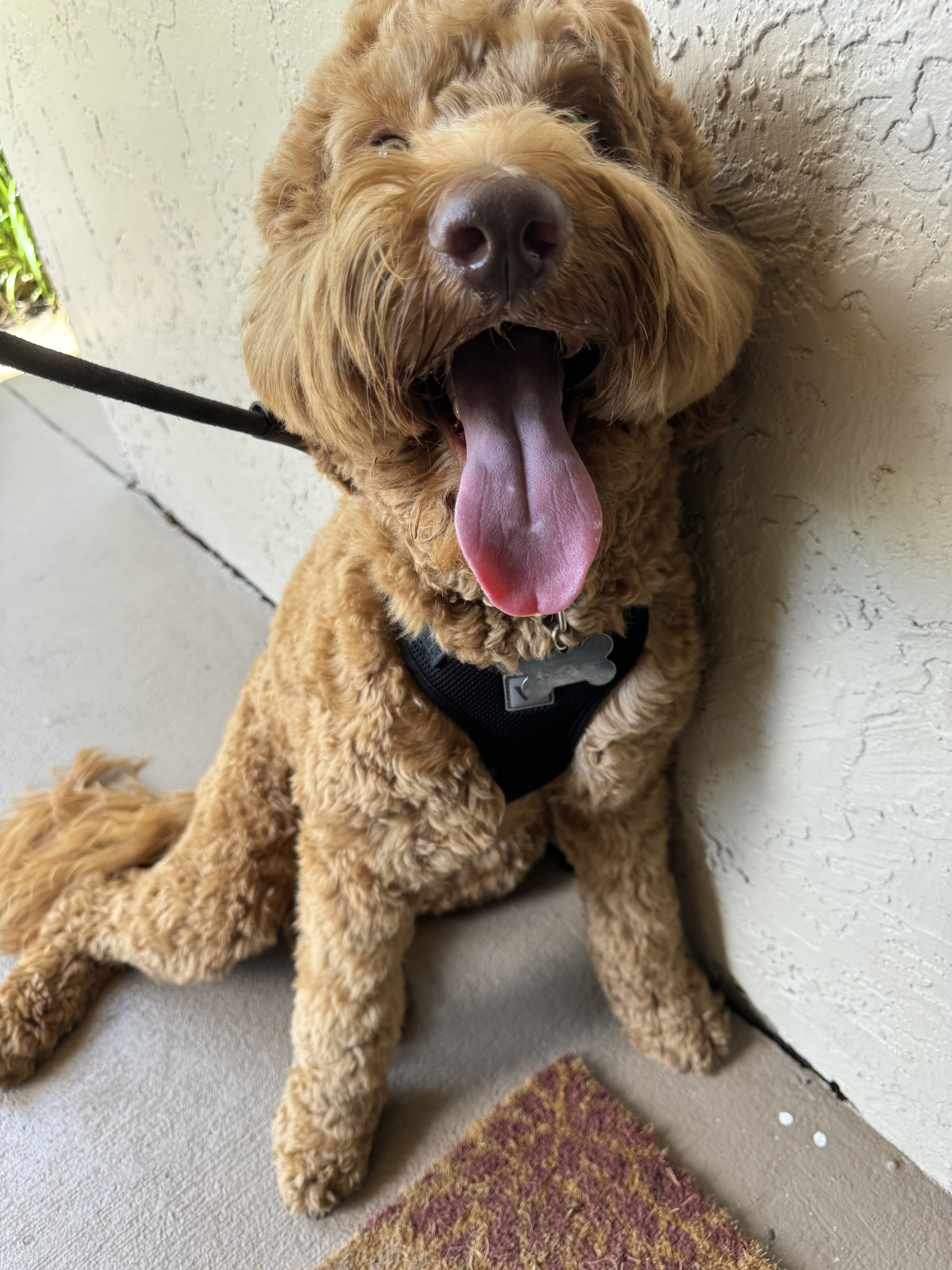Golden doodle image 5
