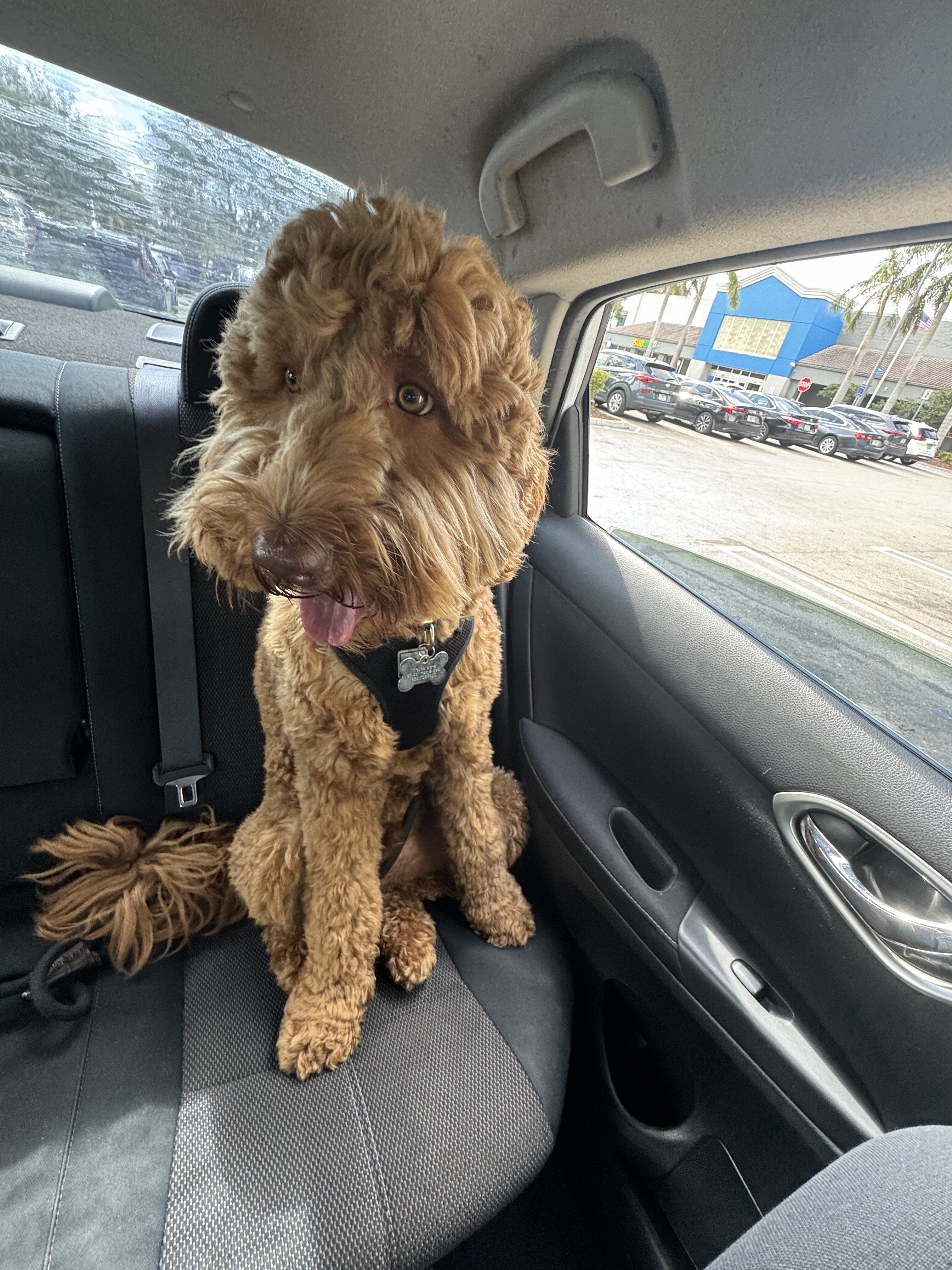 Golden doodle image 1
