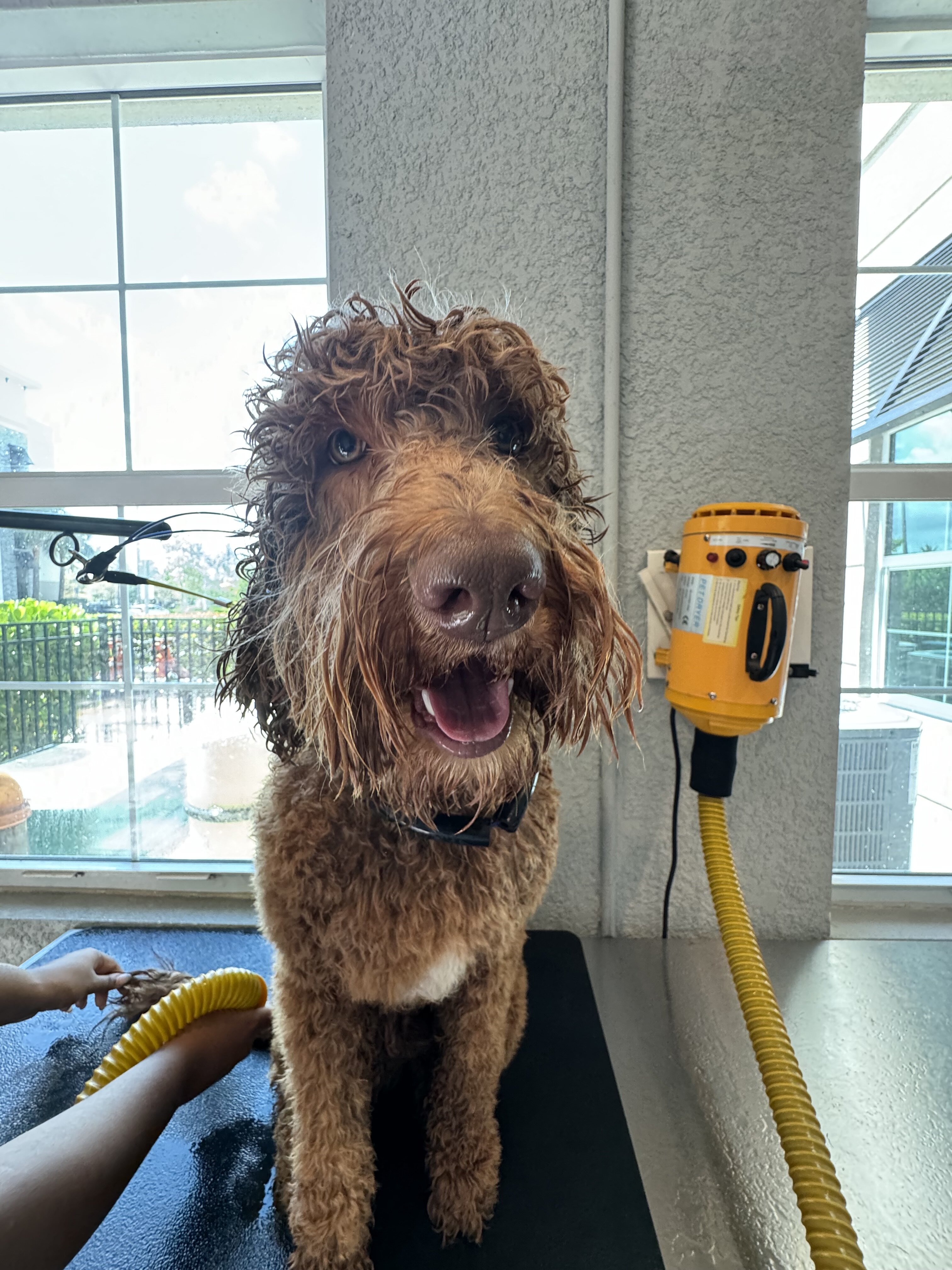 Golden doodle image 3