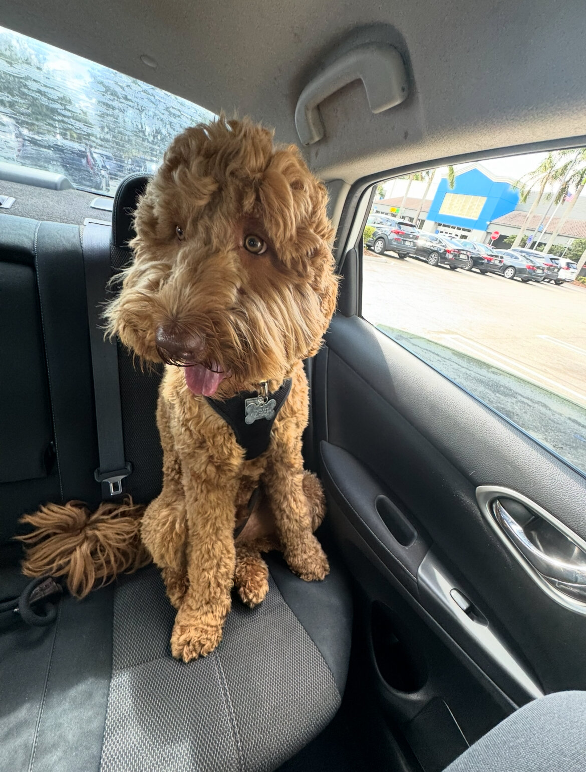 Golden doodle image 2