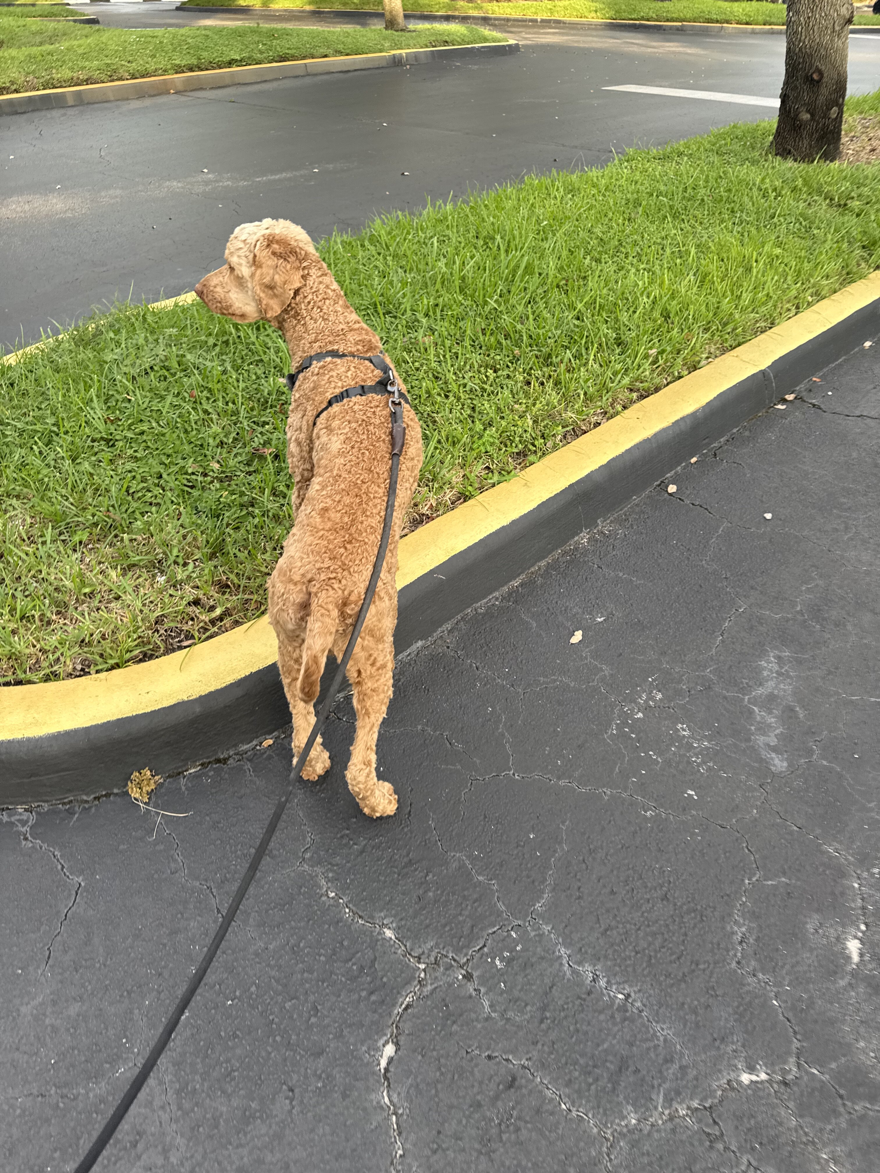 Golden doodle image 4